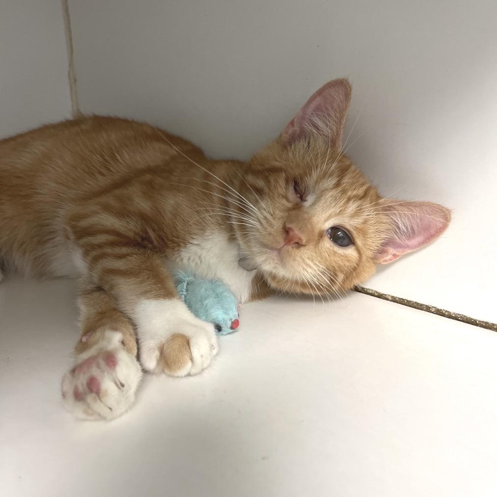 Carrot, a Adoptable Domestic Short Hair in Freeport, FL image 2/5