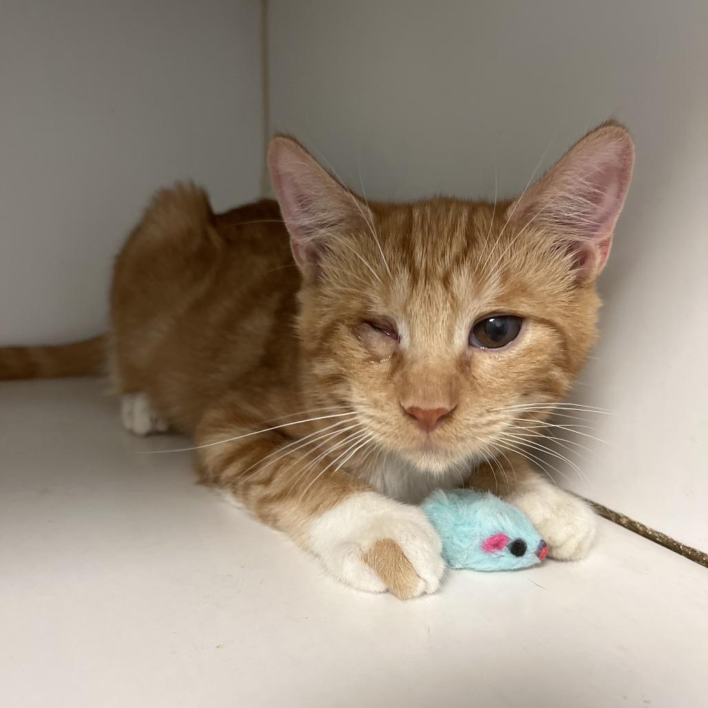 Carrot, a Adoptable Domestic Short Hair in Freeport, FL image 3/5