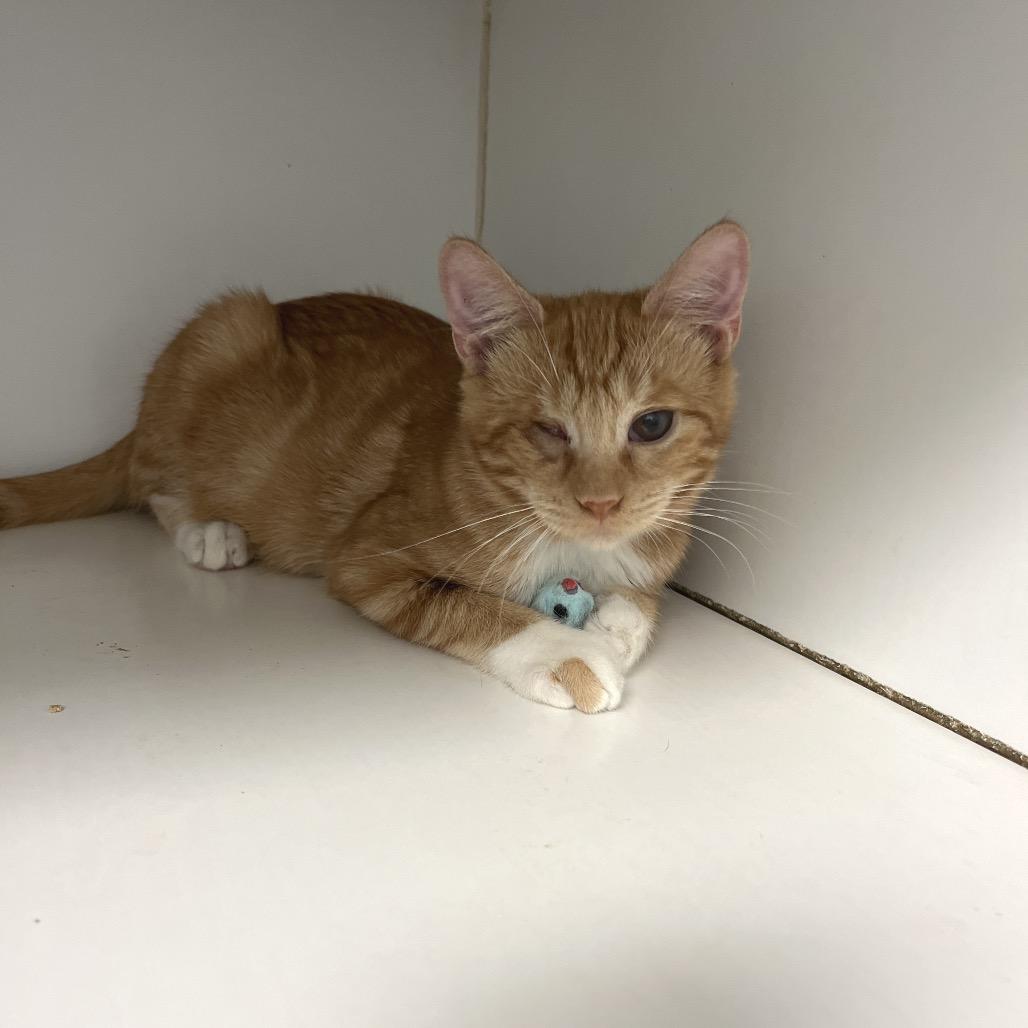 Carrot, a Adoptable Domestic Short Hair in Freeport, FL image 4/5