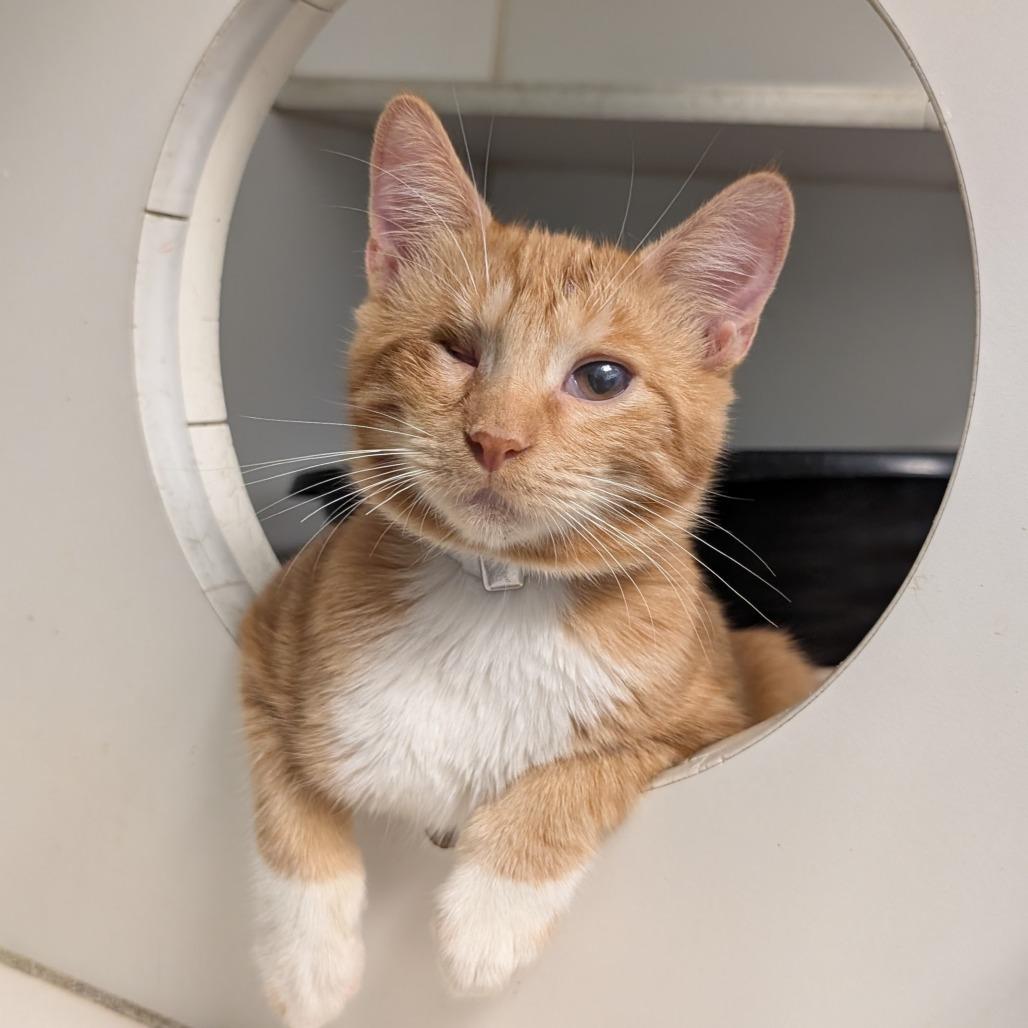 Carrot, a Adoptable Domestic Short Hair in Freeport, FL image 5/5