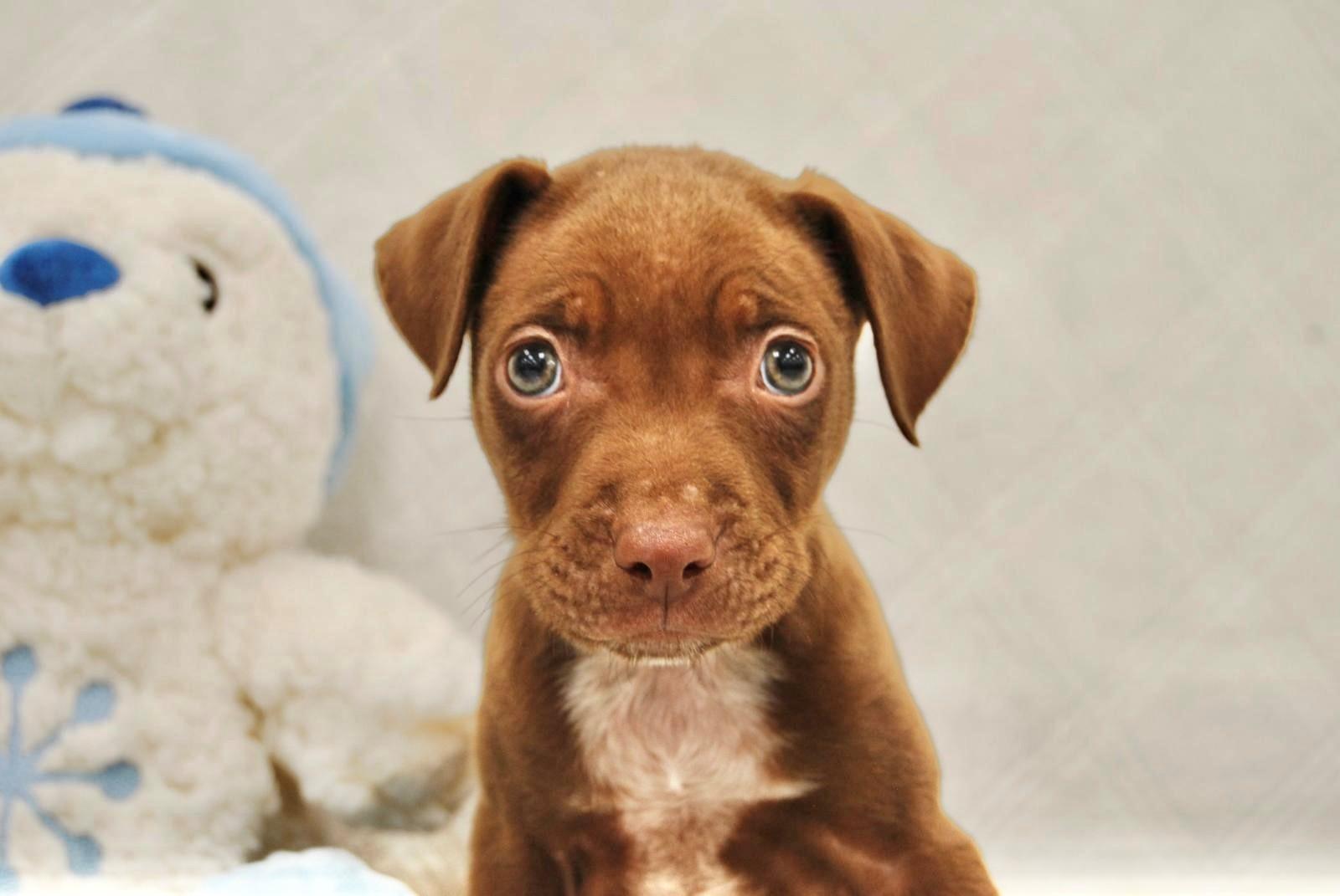 SAN LUIS, ADOPTABLE, Young Male Labrador Retriever.