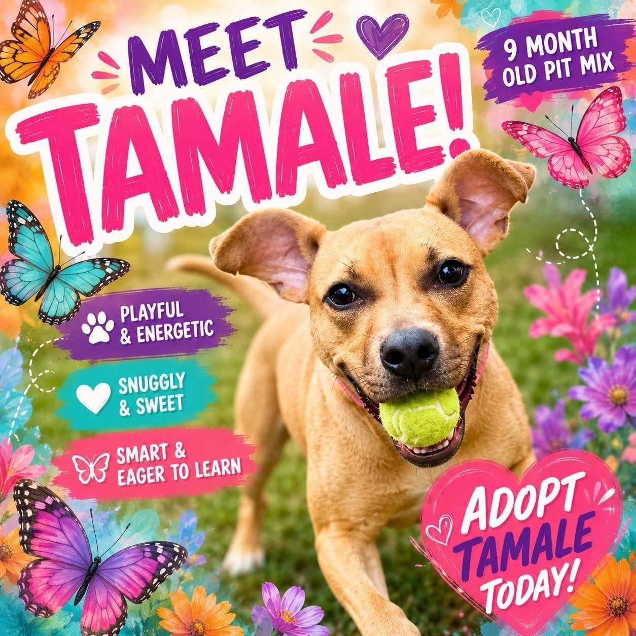 Enlarge Tamale, an adopted mixed breed in Jackson, NJ image 1/1