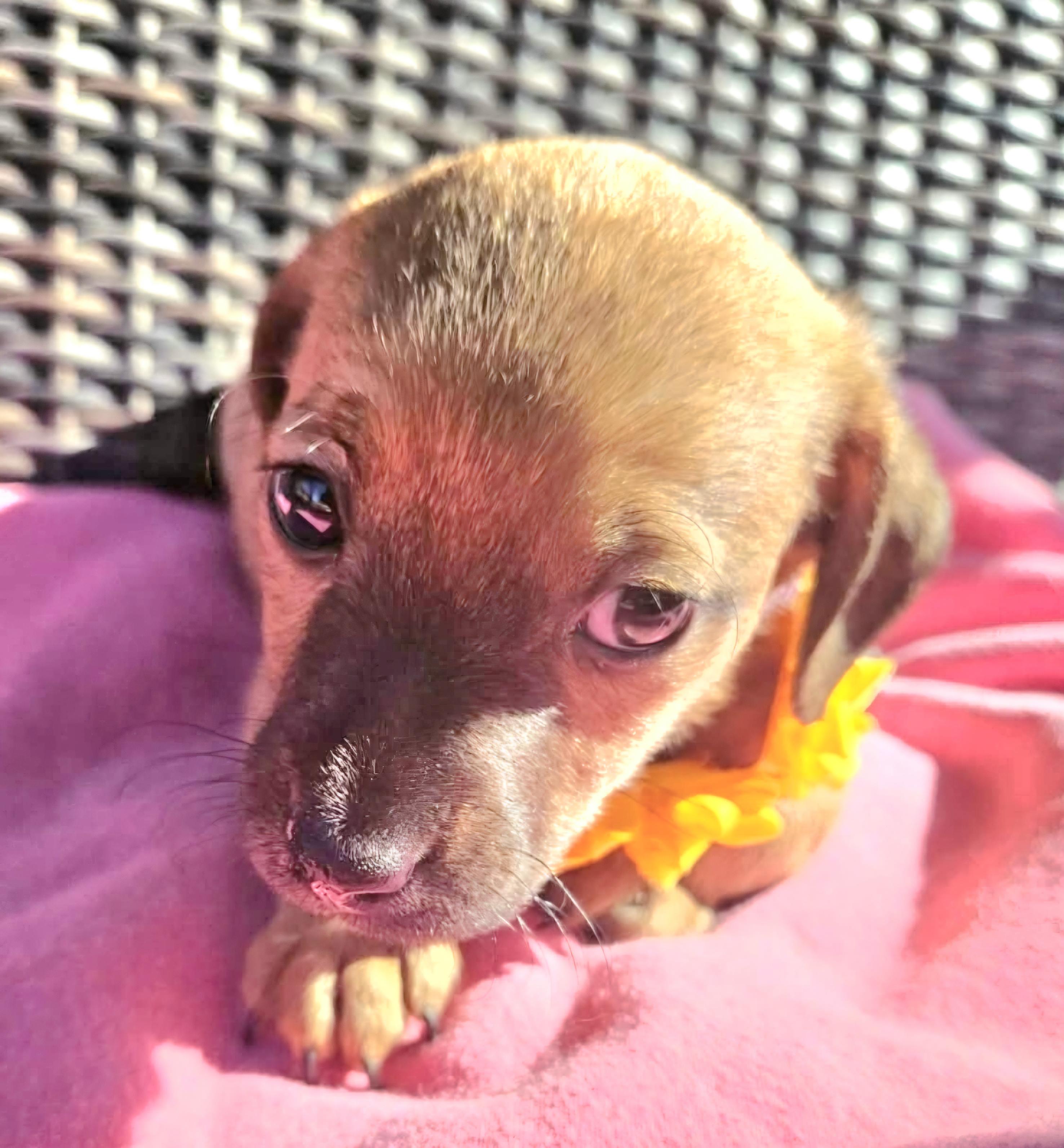 Enlarge Aspen, an adopted mixed breed in Galt, CA image 2/6