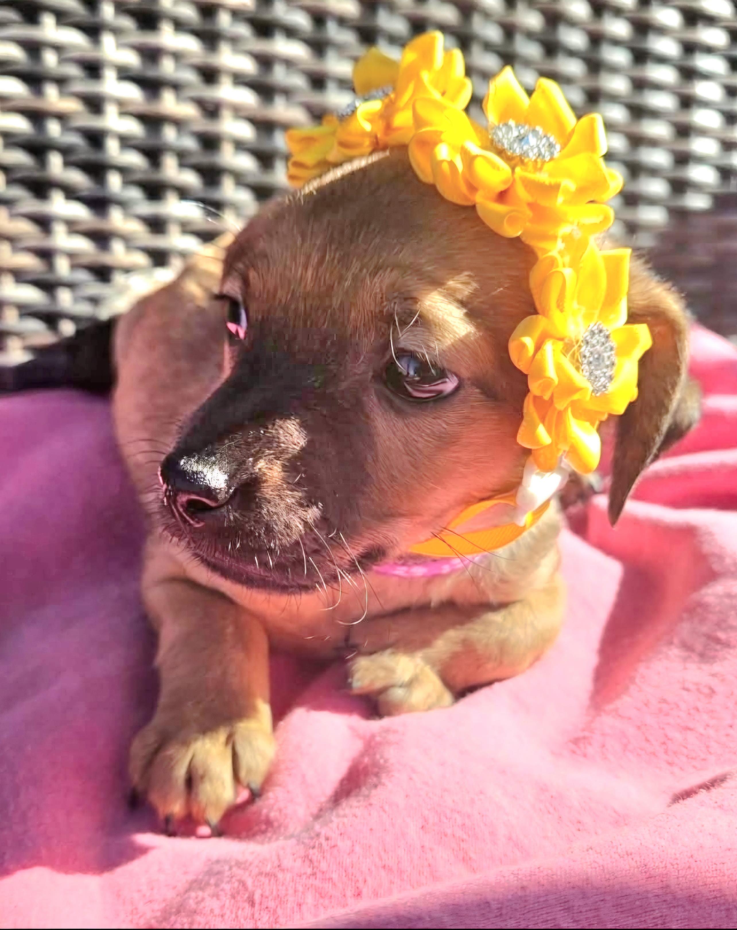 Enlarge Aspen, an adopted mixed breed in Galt, CA image 6/6