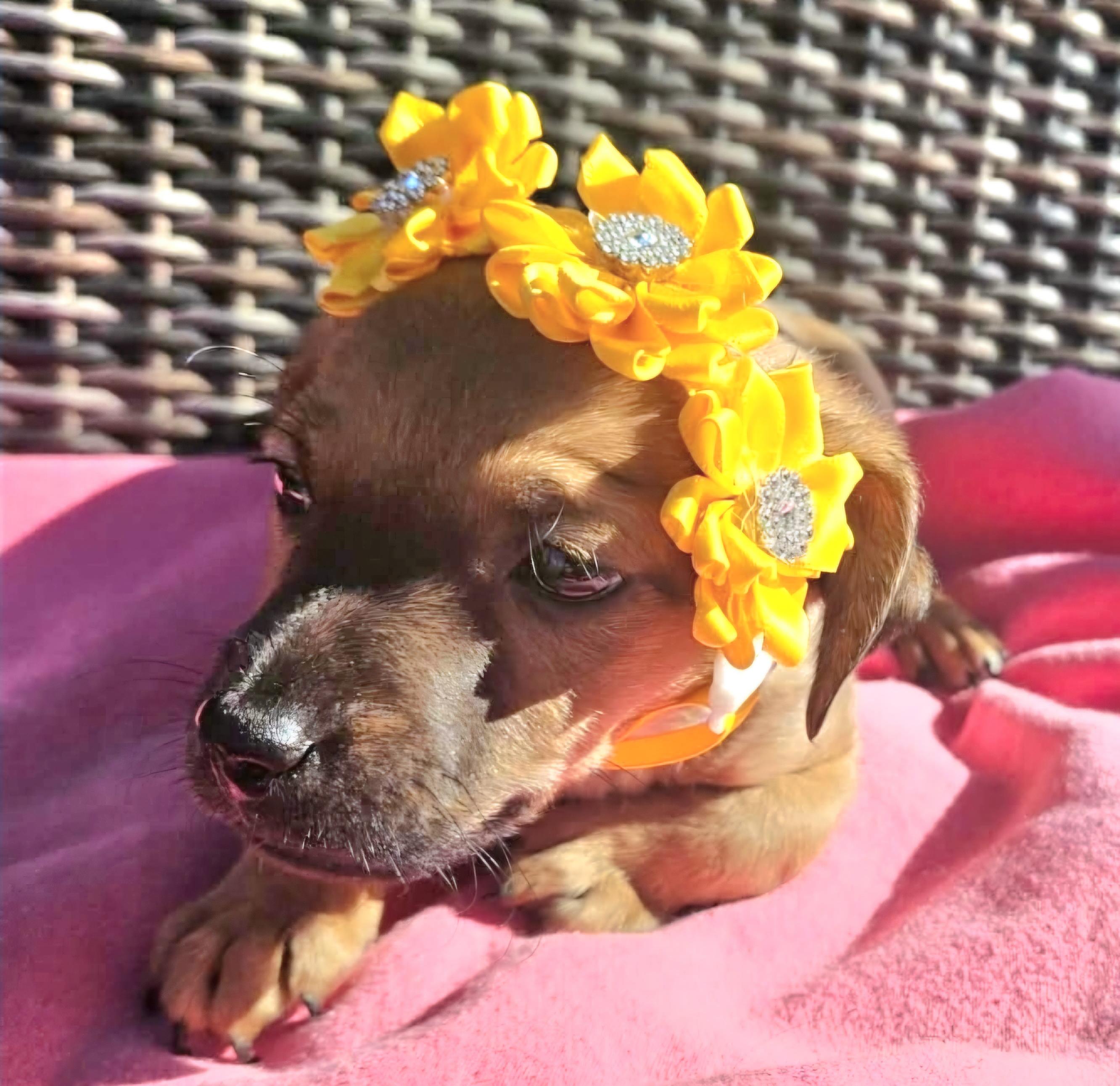 Enlarge Aspen, an adopted mixed breed in Galt, CA image 5/6