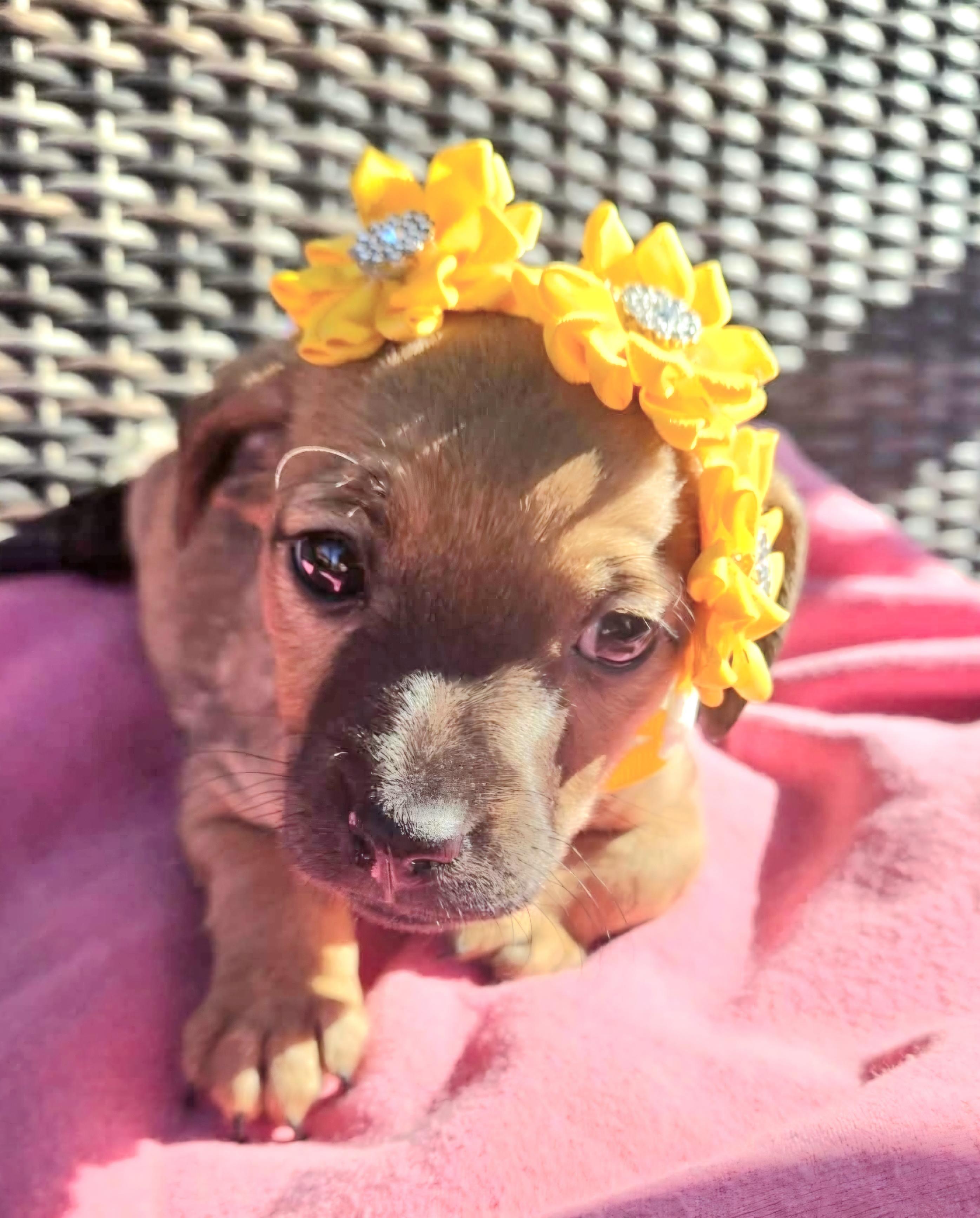 Enlarge Aspen, an adopted mixed breed in Galt, CA image 4/6