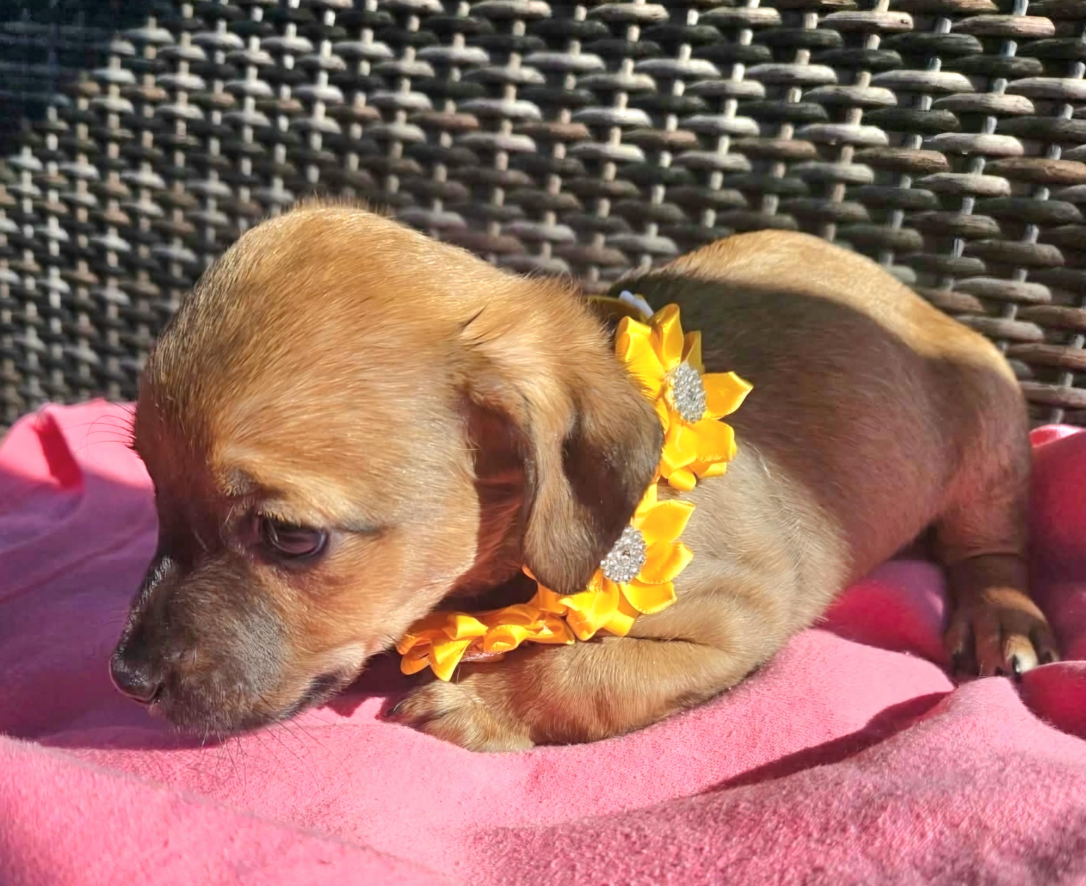 Enlarge Aspen, an adopted mixed breed in Galt, CA image 3/6