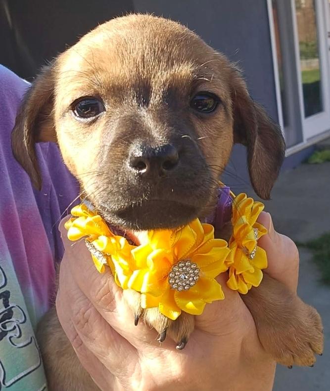 Enlarge Aspen, an adopted mixed breed in Galt, CA image 1/6