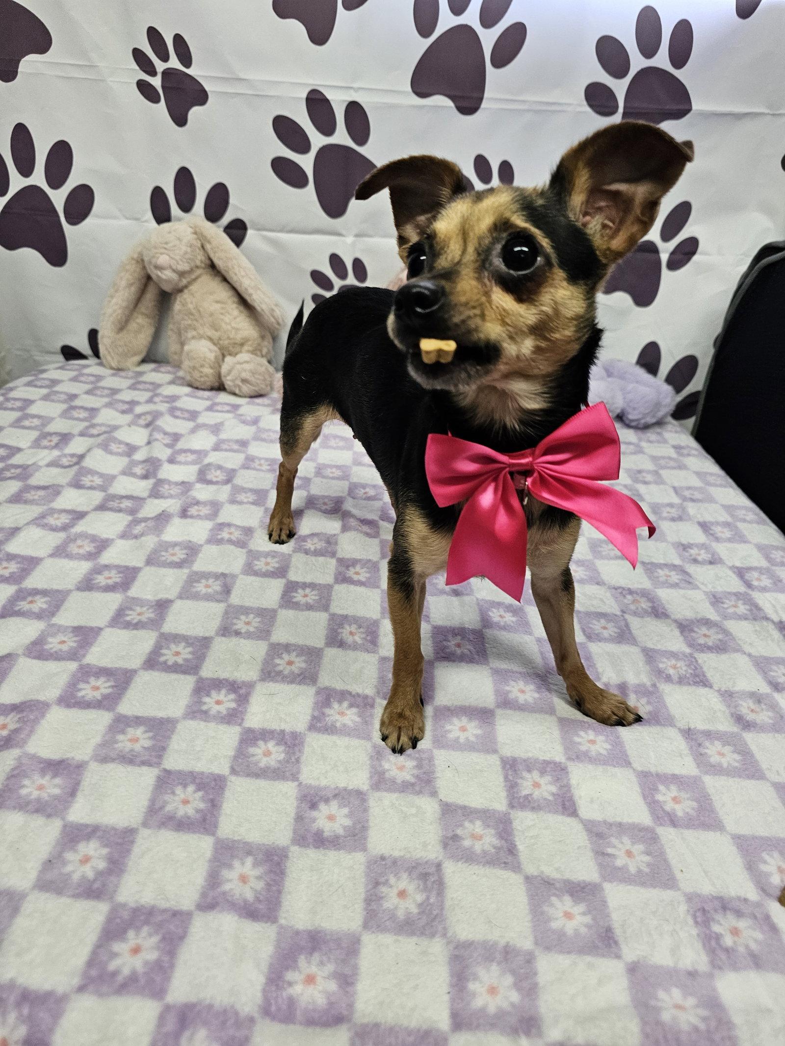 Enlarge Quasar, a Adoptable Chihuahua in Metairie, LA image 1/2