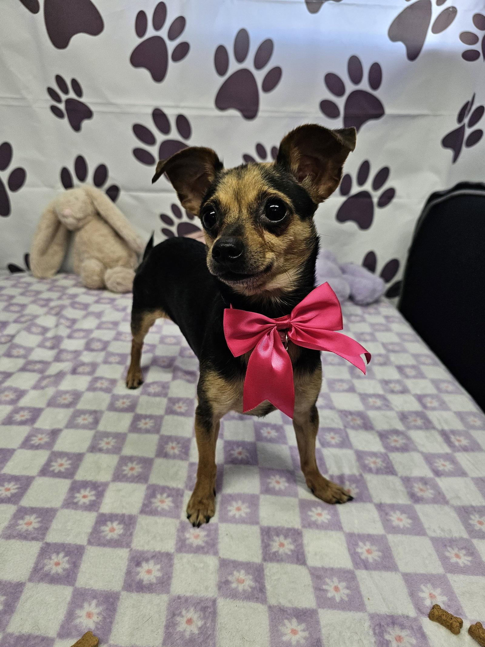 Enlarge Quasar, a Adoptable Chihuahua in Metairie, LA image 2/2