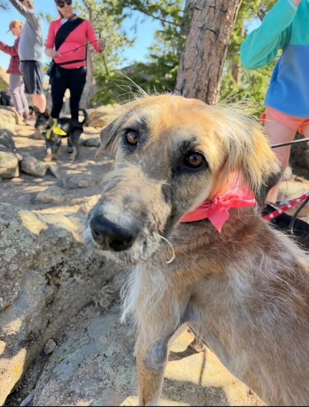 Chickpea, Adoptable, Young Female Poodle & Irish Wolfhound.