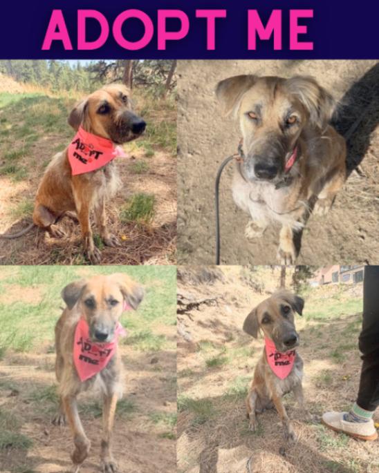 Enlarge Chickpea, a Adoptable mixed breed in Boulder, CO image 2/2