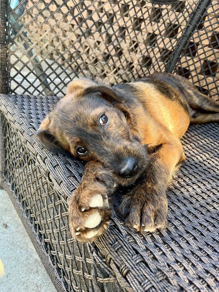 Tucker, Adoptable, Puppy Male Standard Poodle & Terrier.
