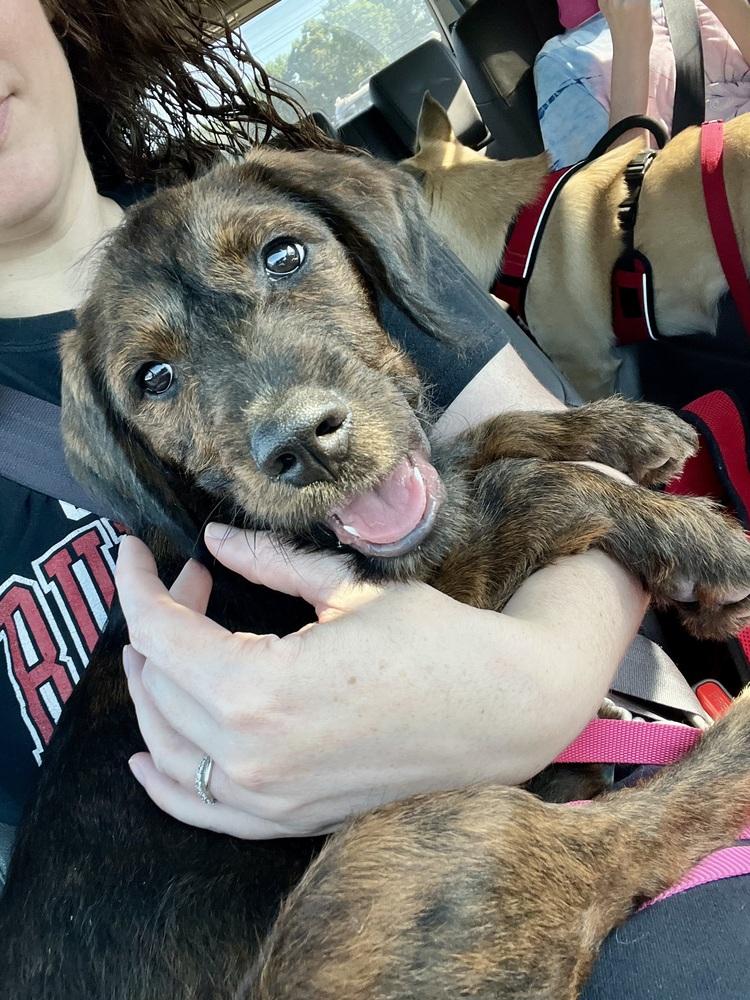 Tucker, a Adoptable mixed breed in Jackson, GA image 2/6