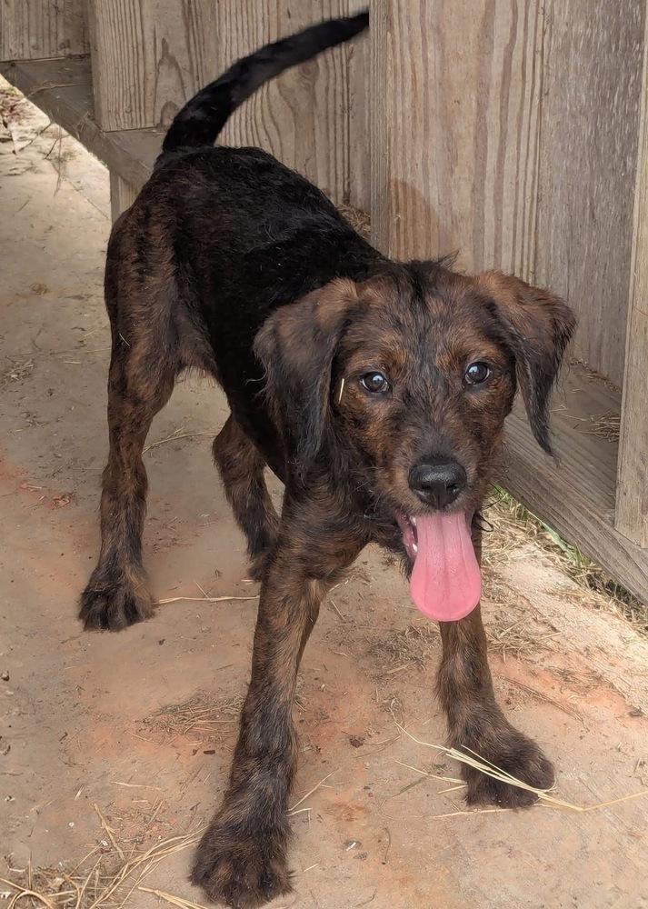 Tucker, a Adoptable mixed breed in Jackson, GA image 6/6