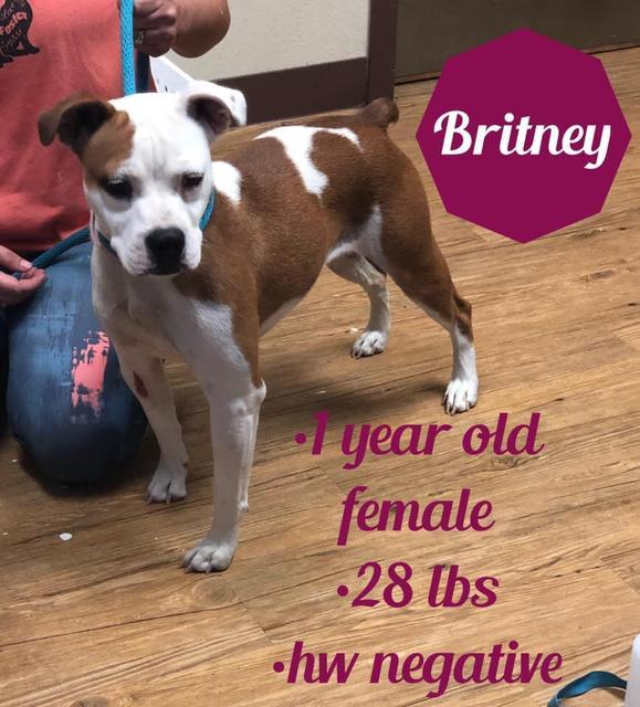 Enlarge Britney, a Adoptable mixed breed in Sorrento, LA image 1/3