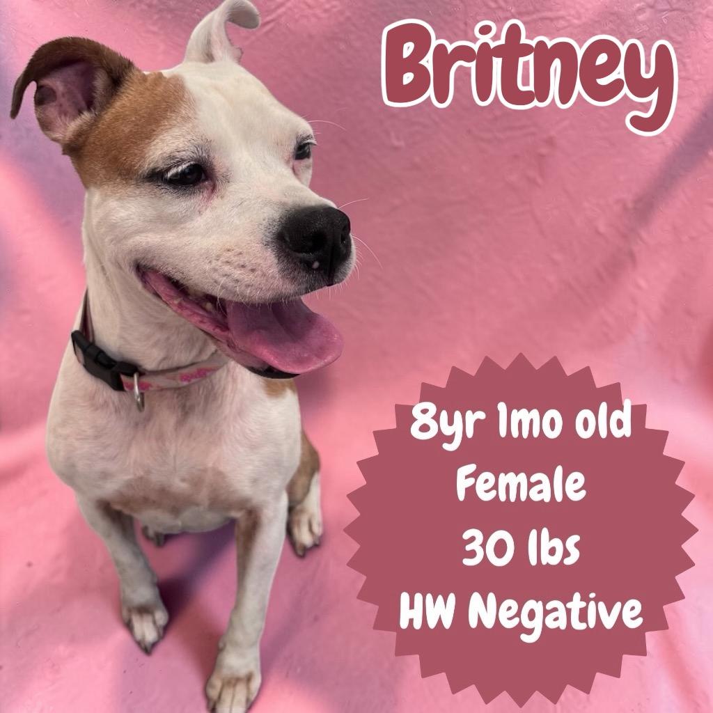 Enlarge Britney, a Adoptable mixed breed in Sorrento, LA image 2/3