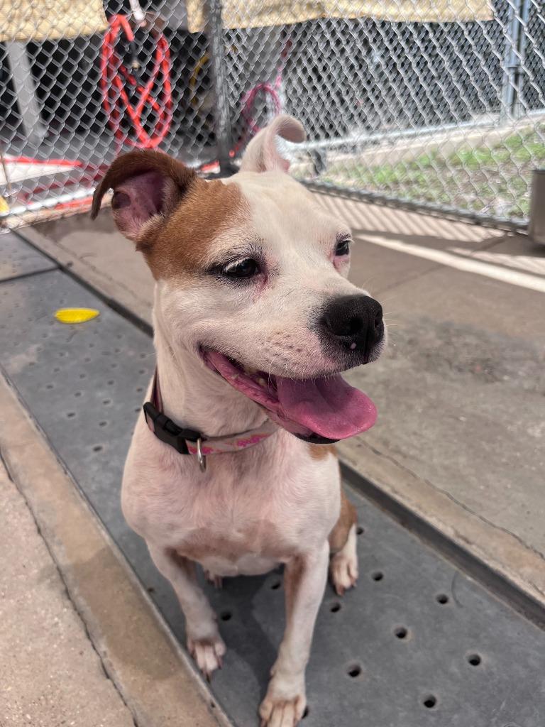 Enlarge Britney, a Adoptable mixed breed in Sorrento, LA image 3/3