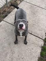 Enlarge Stone, a Adoptable Pit Bull Terrier in Moline, IL image 1/1
