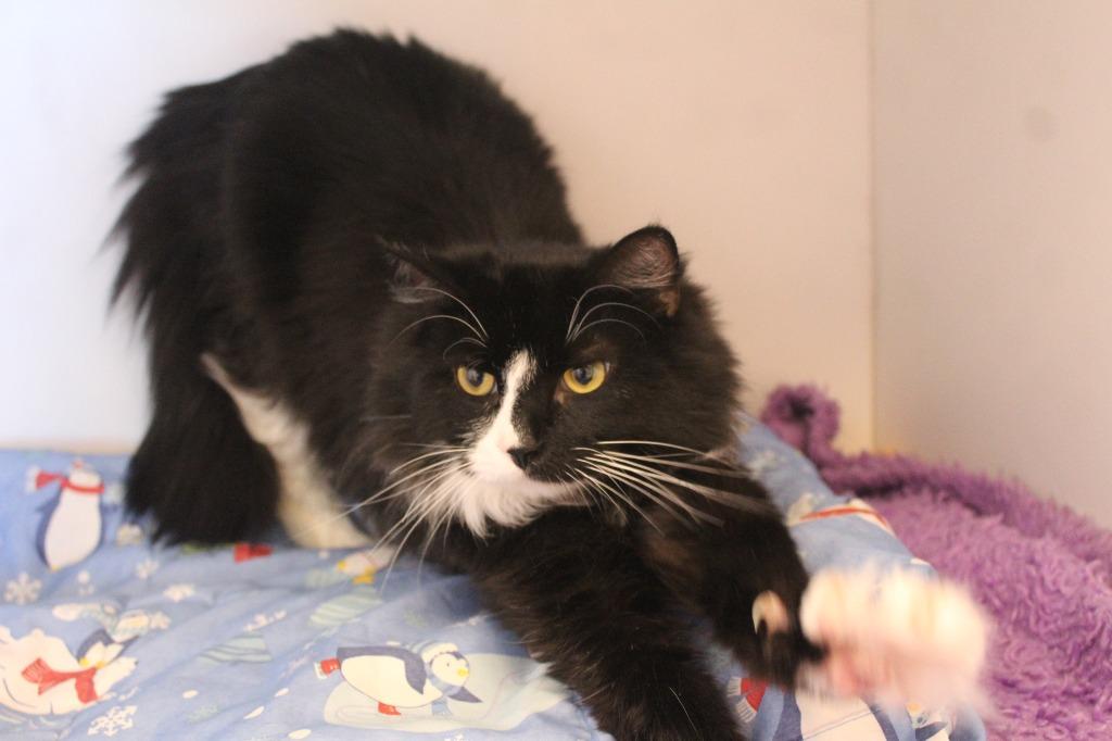 A Boy Named Sue, a ADOPTABLE Domestic Long Hair in Chestertown, MD image 1/4