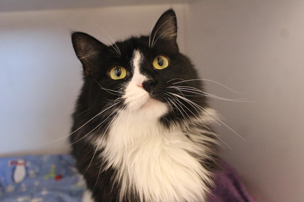 A Boy Named Sue, a ADOPTABLE Domestic Long Hair in Chestertown, MD image 4/4