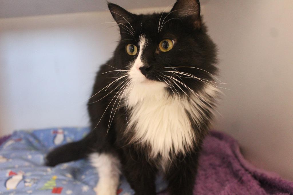A Boy Named Sue, a ADOPTABLE Domestic Long Hair in Chestertown, MD image 3/4