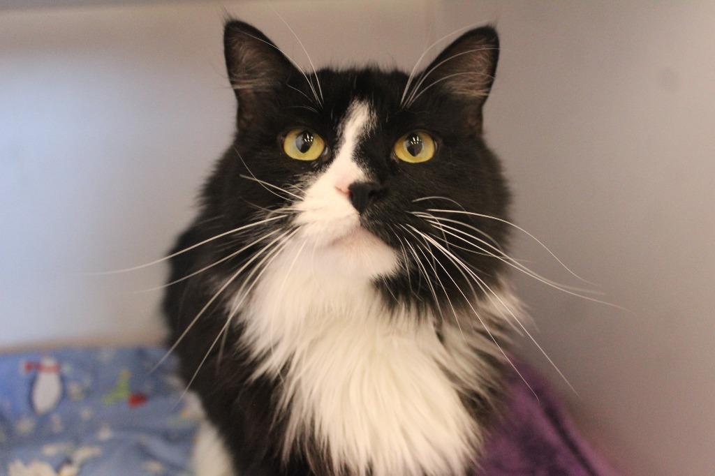 A Boy Named Sue, a ADOPTABLE Domestic Long Hair in Chestertown, MD image 2/4