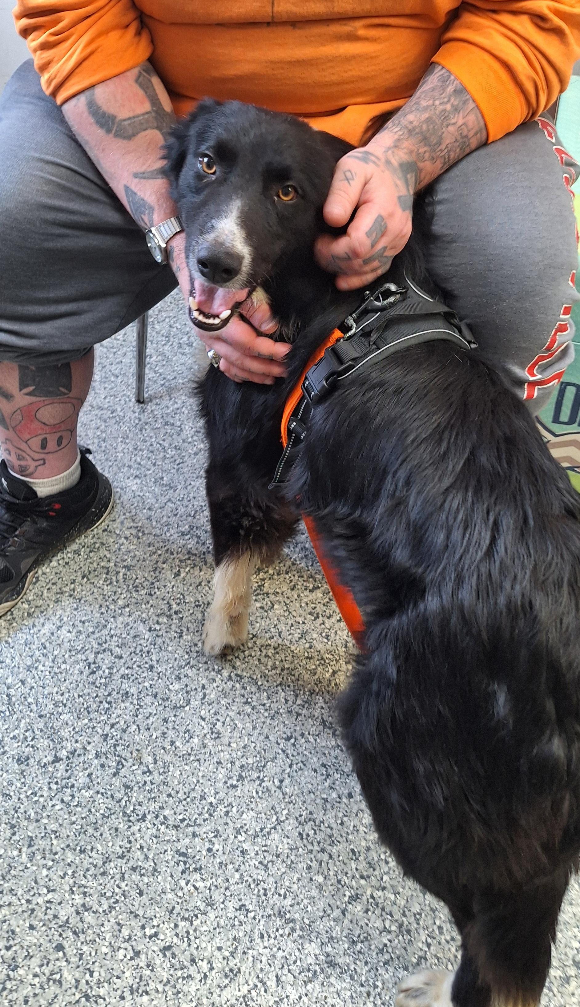 Bal-"Bo"-a, adopted, Adult Male Border Collie.