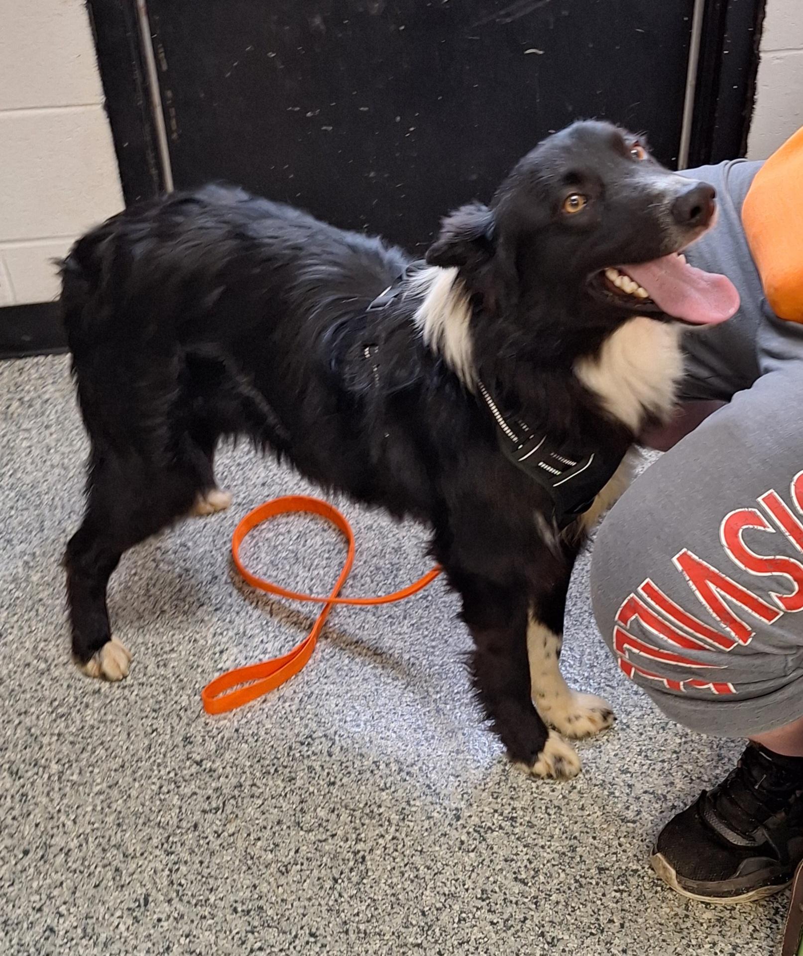 Enlarge Bal-"Bo"-a, an adopted mixed breed in Stanton, KY image 2/6