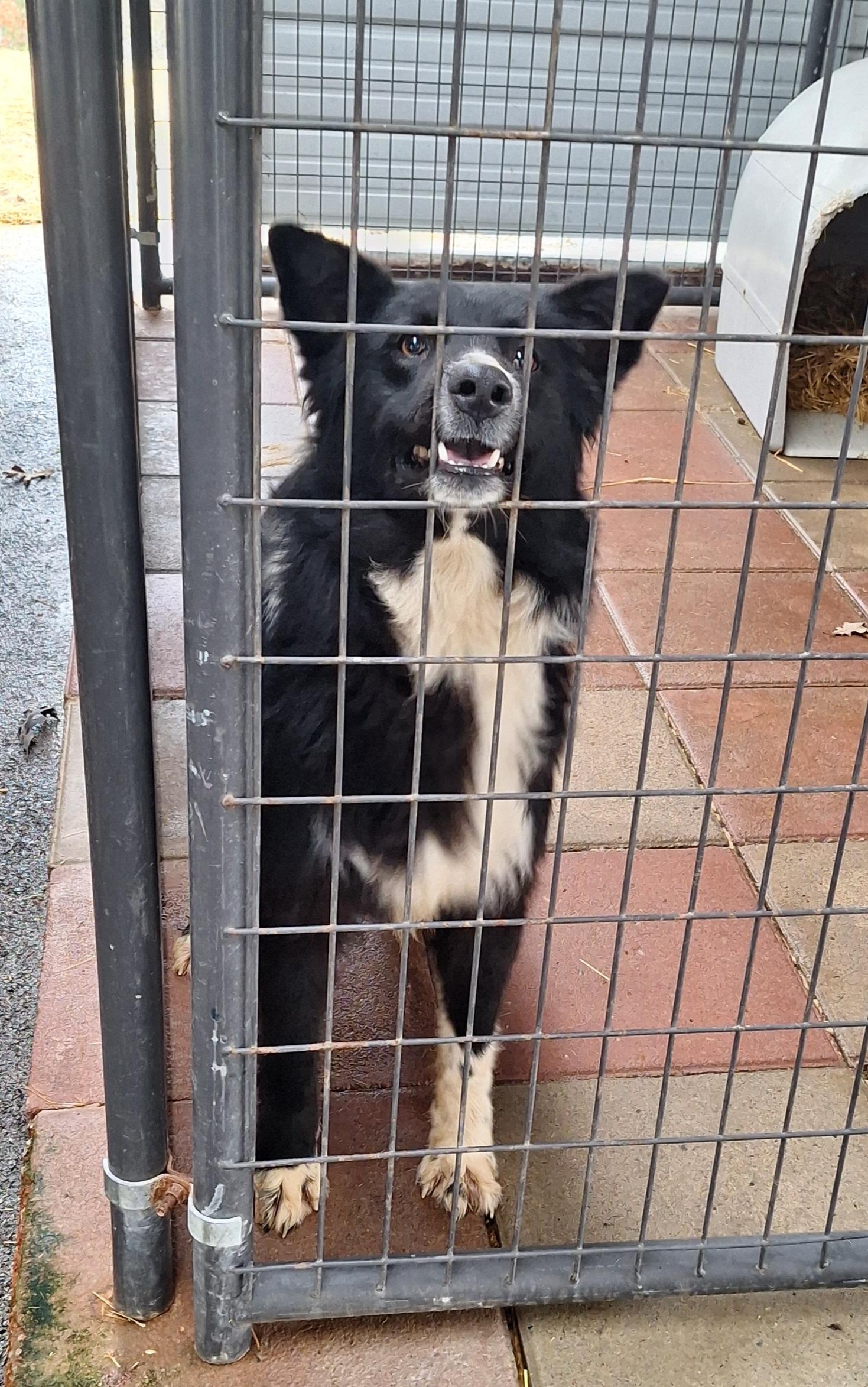 Enlarge Bal-"Bo"-a, an adopted mixed breed in Stanton, KY image 6/6