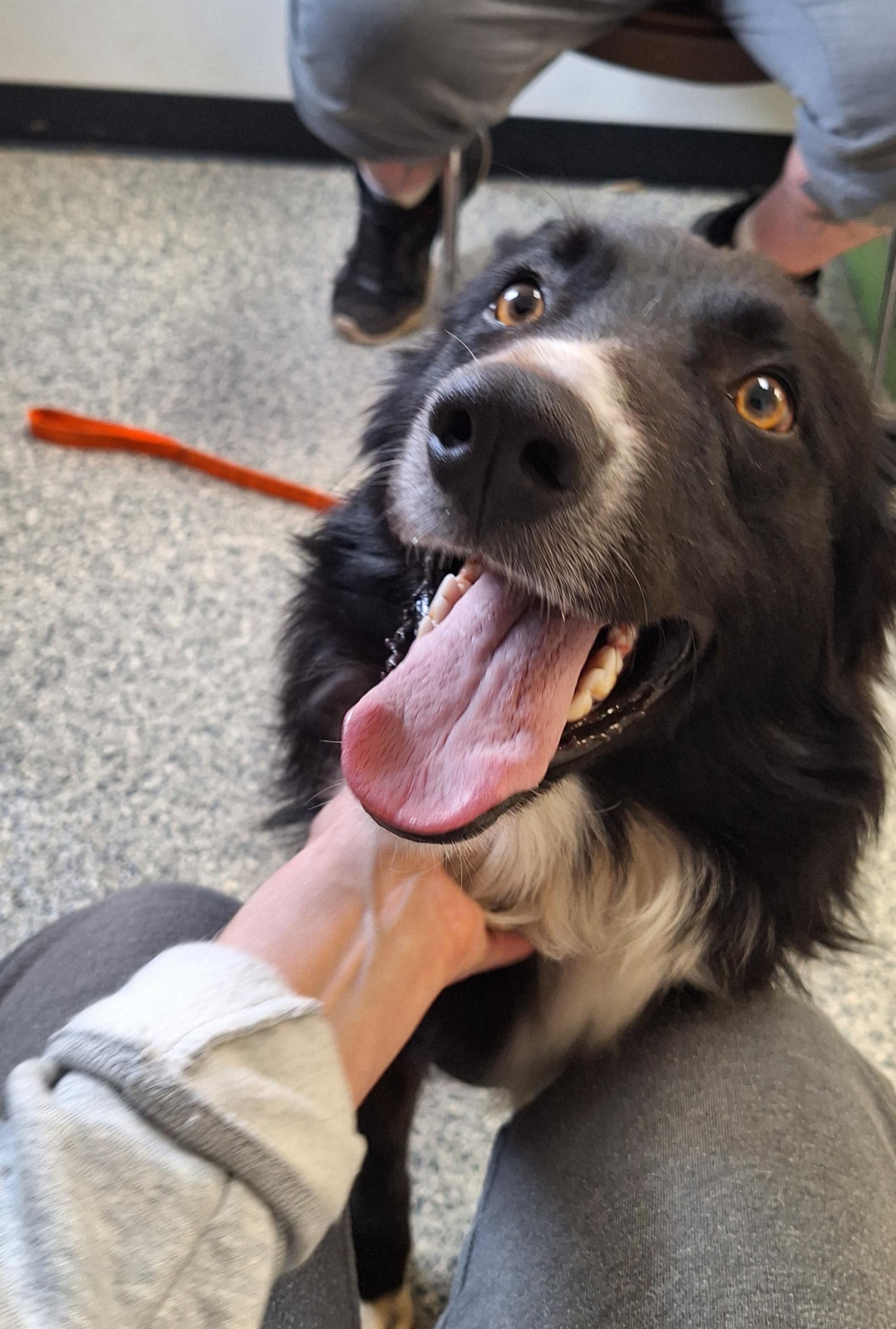 Enlarge Bal-"Bo"-a, an adopted mixed breed in Stanton, KY image 3/6