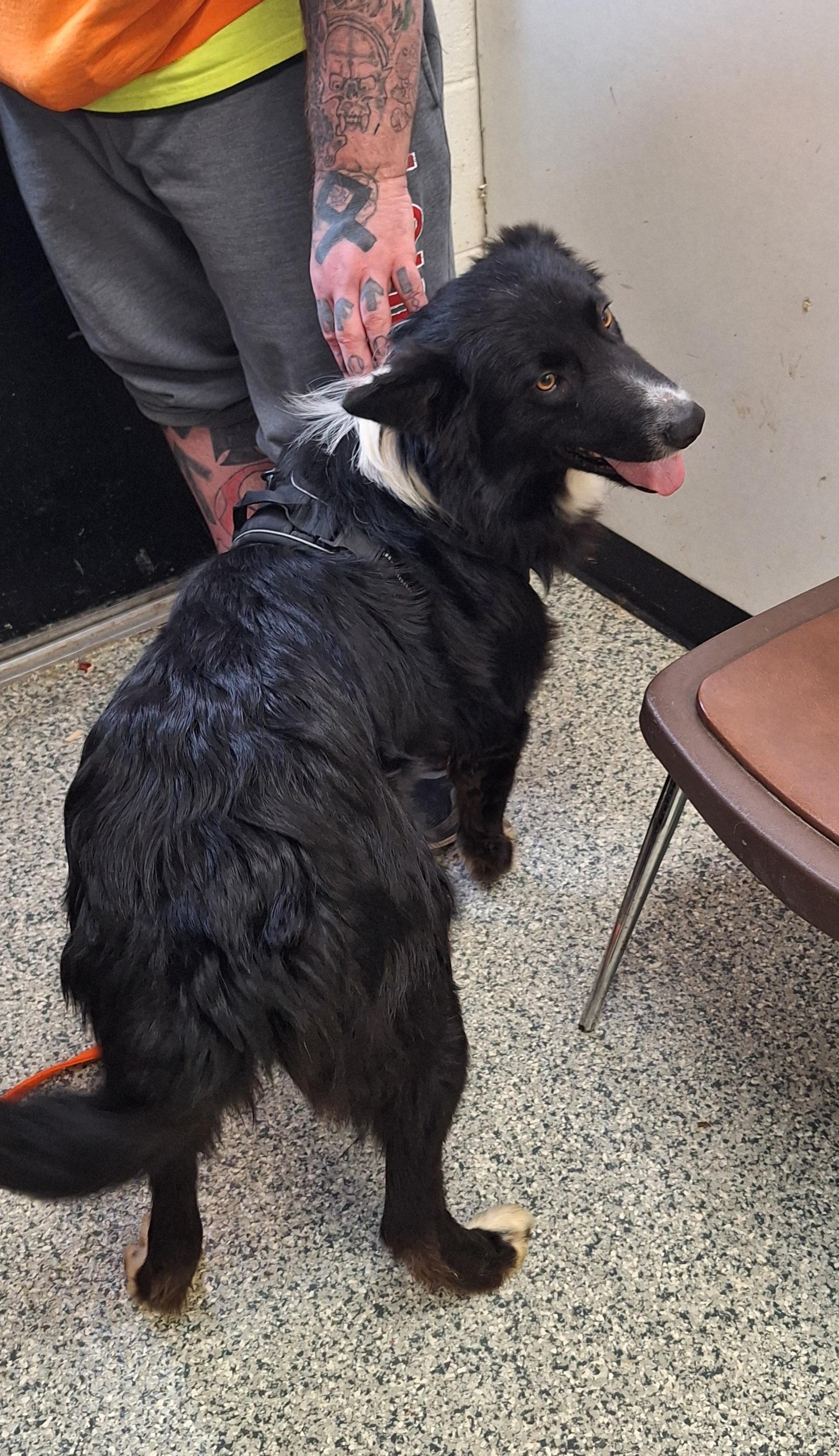 Enlarge Bal-"Bo"-a, an adopted mixed breed in Stanton, KY image 5/6