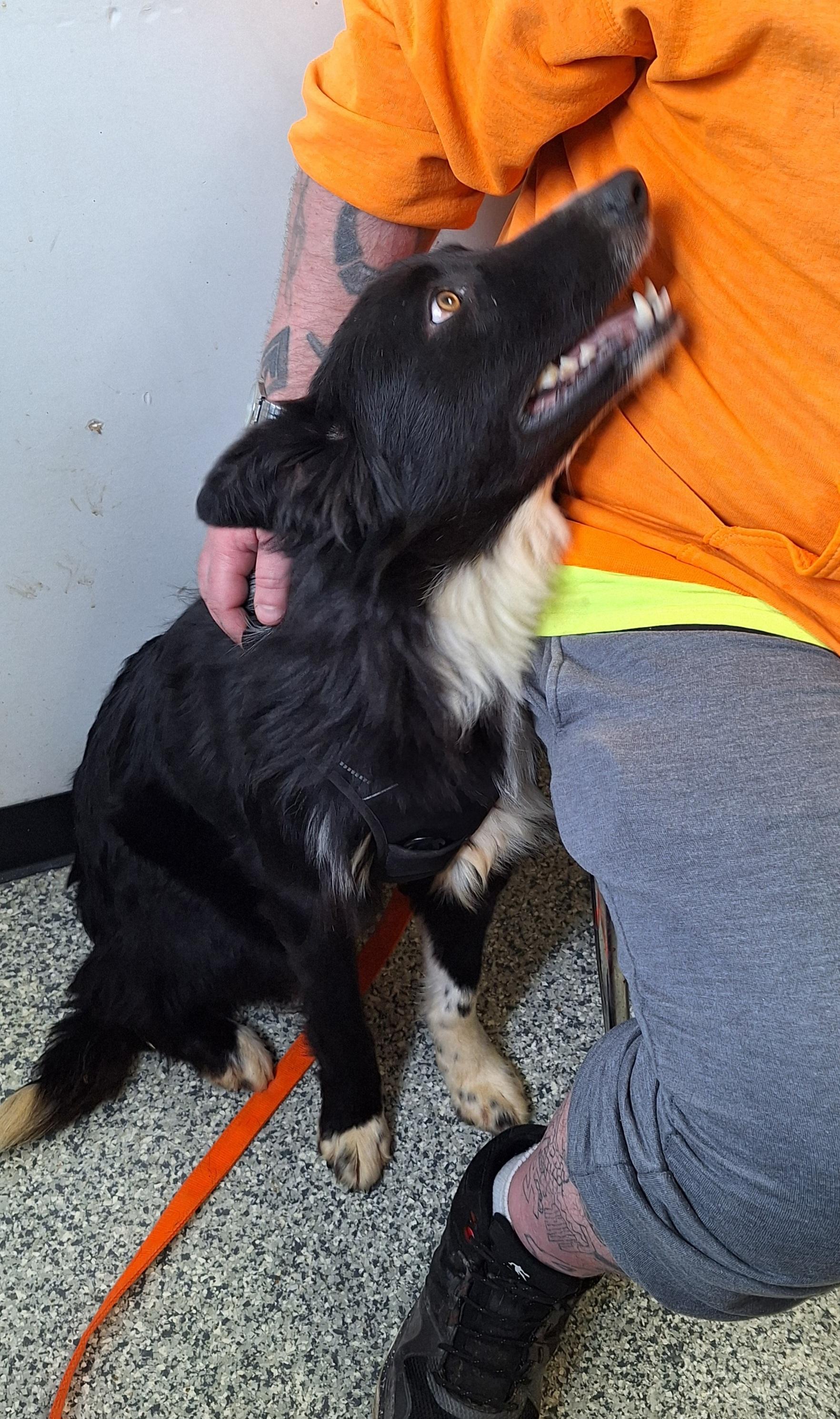 Enlarge Bal-"Bo"-a, an adopted mixed breed in Stanton, KY image 4/6