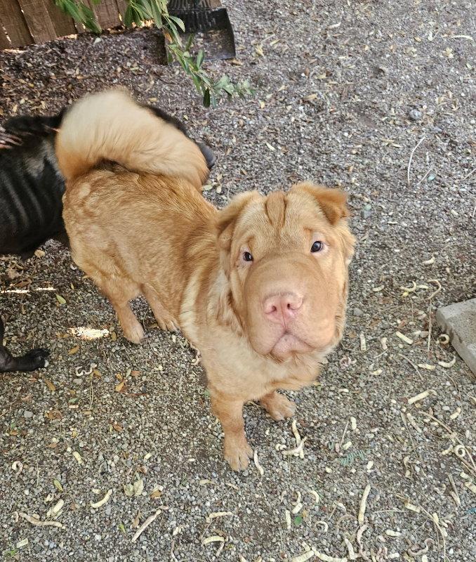 Q, Adoptable, Young Male Shar-Pei.