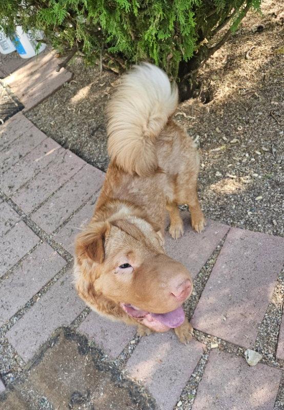 Enlarge Q, a Adoptable Shar-Pei in Tucson, AZ image 2/3