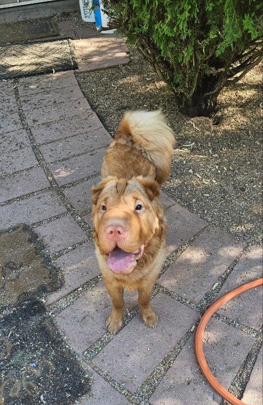 Enlarge Q, a Adoptable Shar-Pei in Tucson, AZ image 3/3