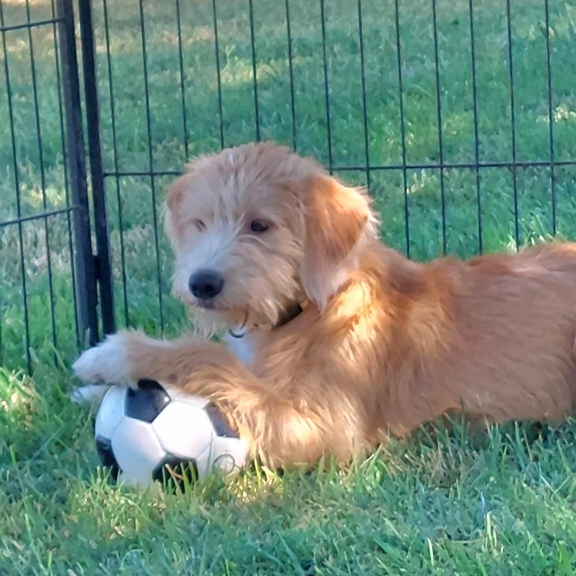 Winter, Young Female Goldendoodle