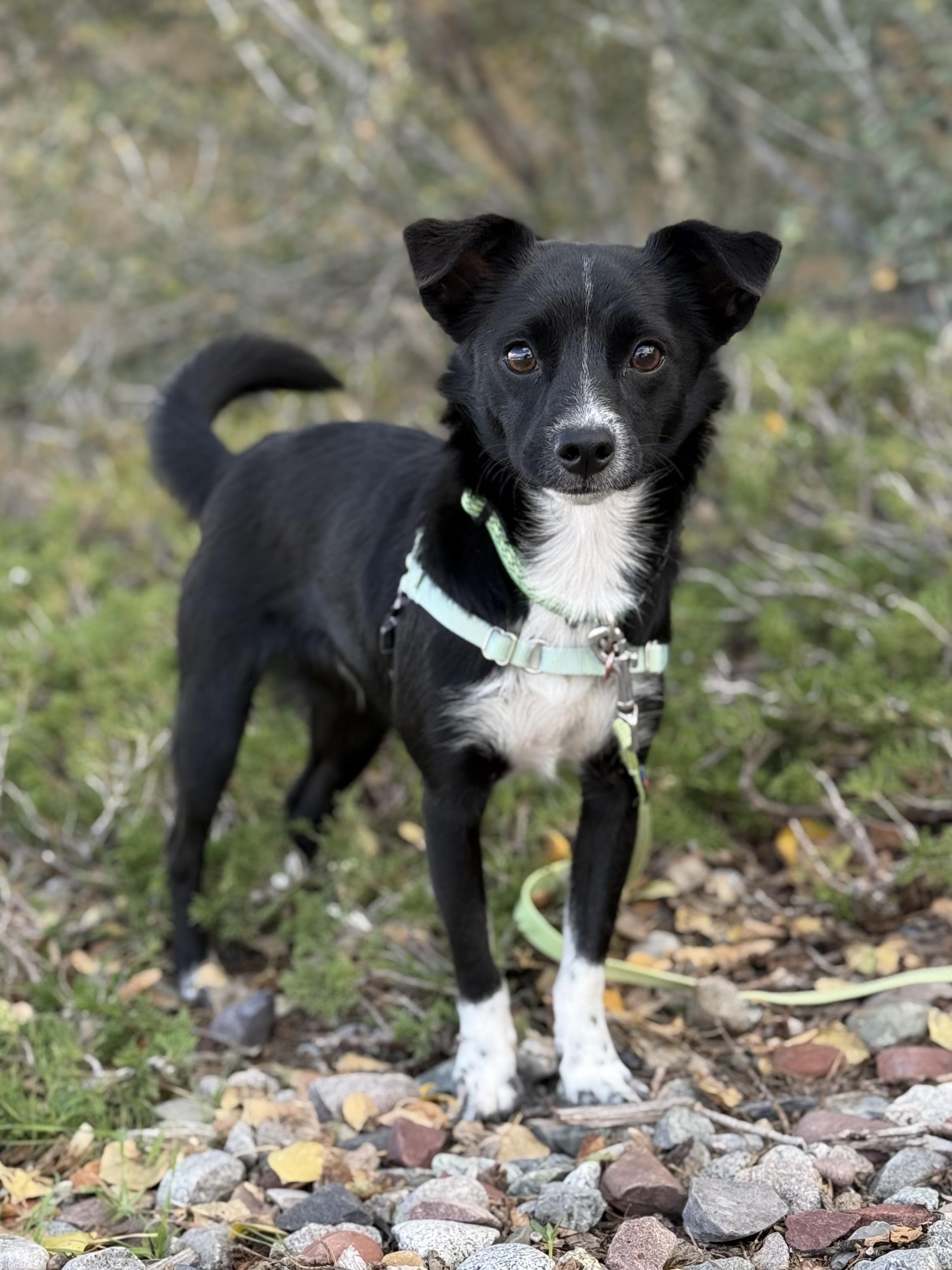 Enlarge Prince Meep, a Adoptable Chihuahua in Eagle, CO image 2/6