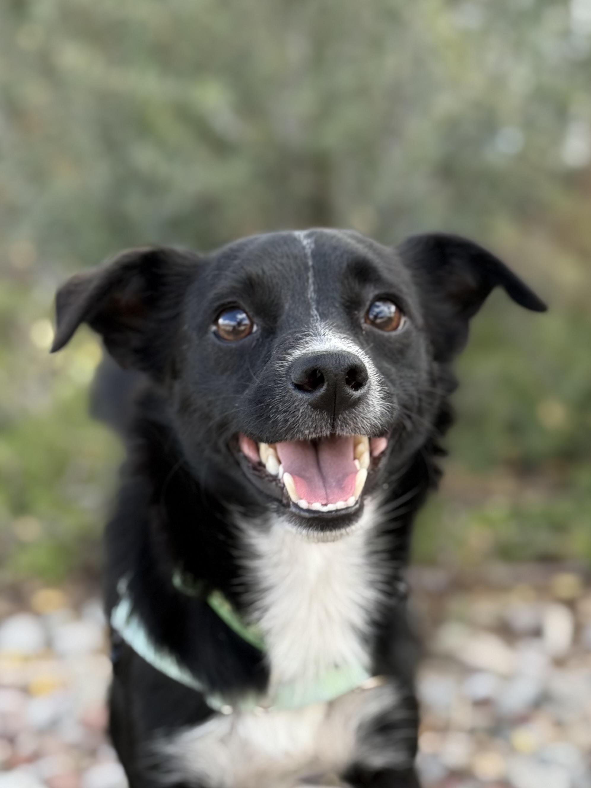 Enlarge Prince Meep, a Adoptable Chihuahua in Eagle, CO image 6/6