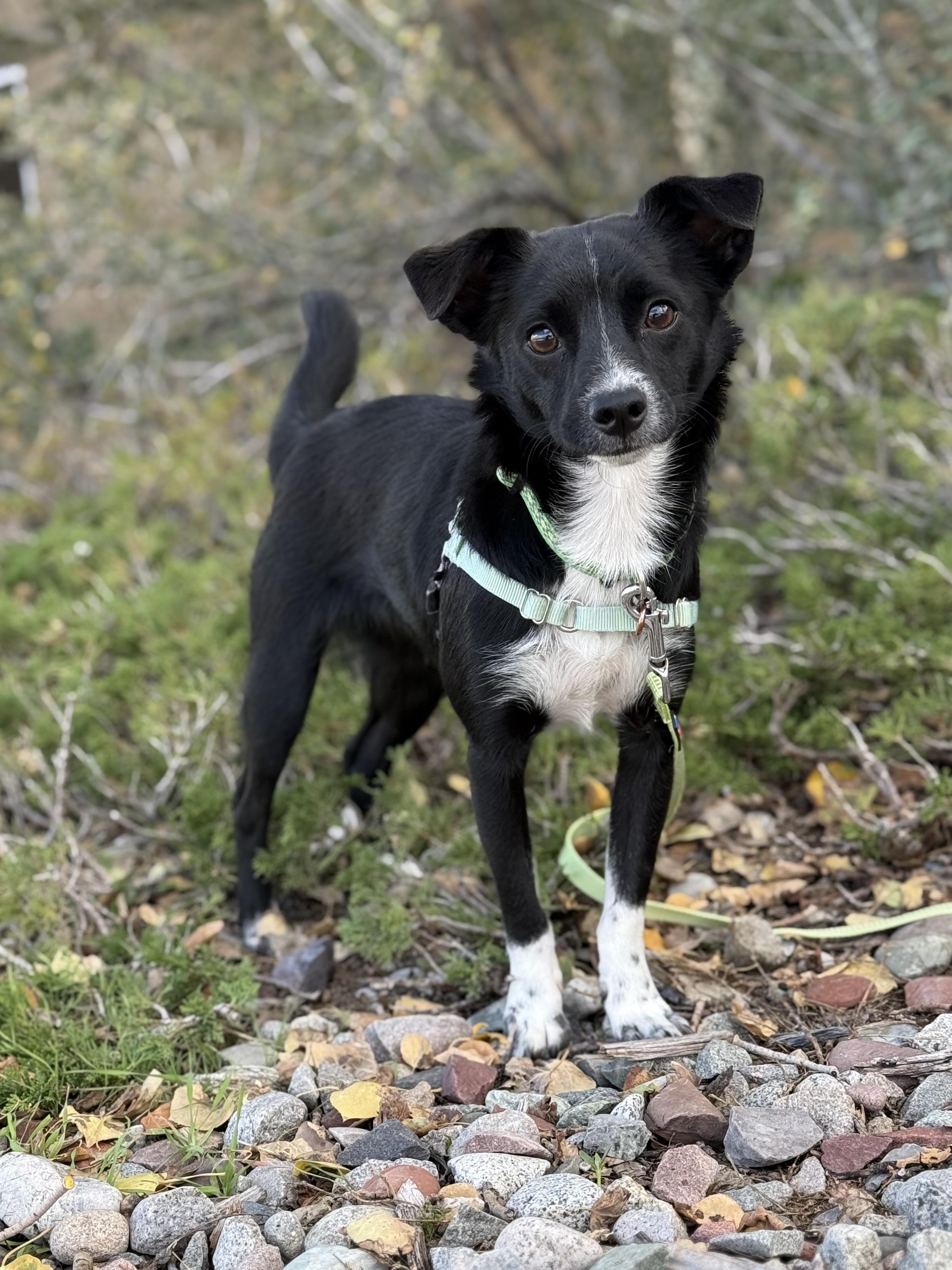 Enlarge Prince Meep, a Adoptable Chihuahua in Eagle, CO image 3/6