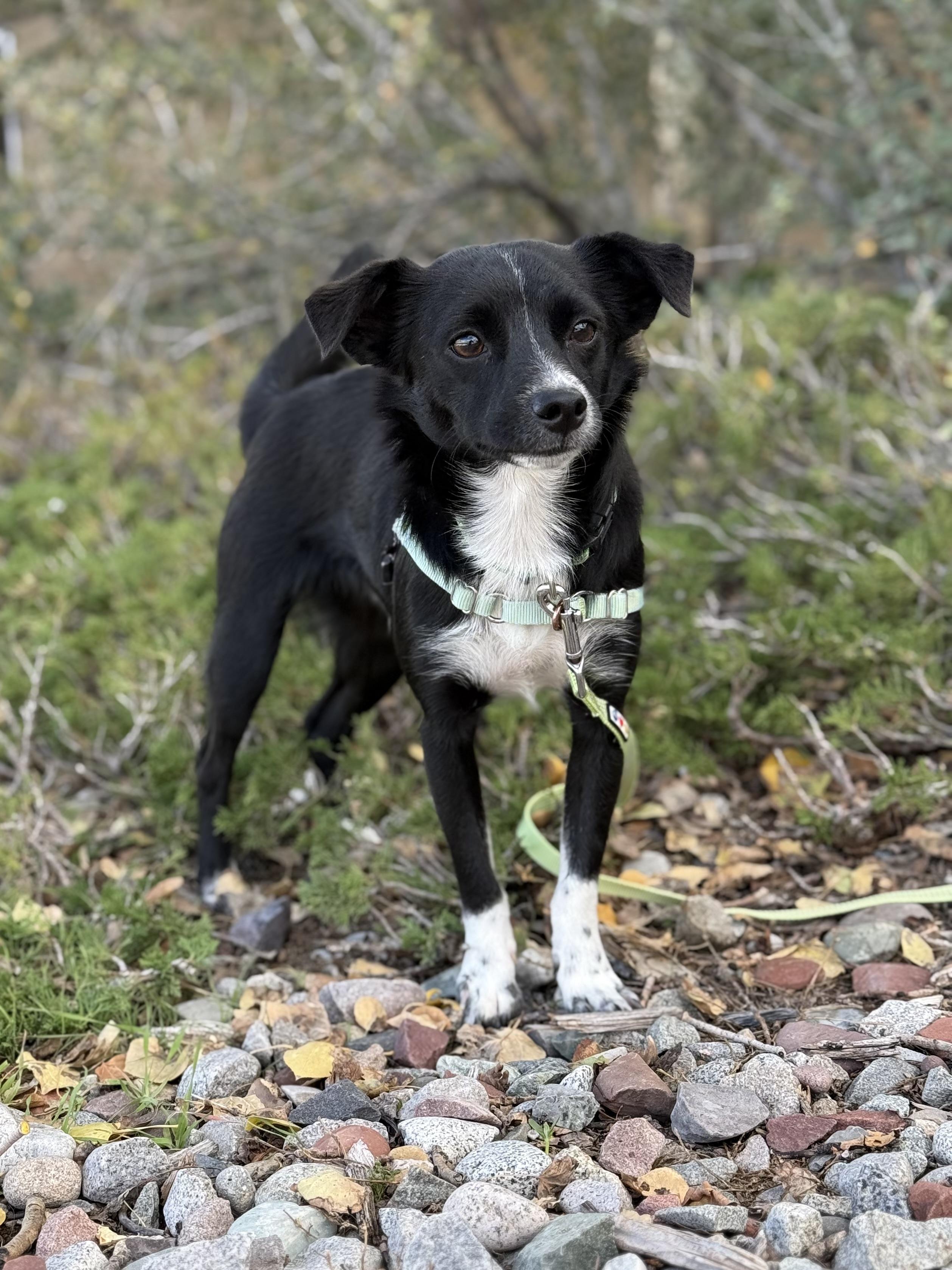 Enlarge Prince Meep, a Adoptable Chihuahua in Eagle, CO image 1/6