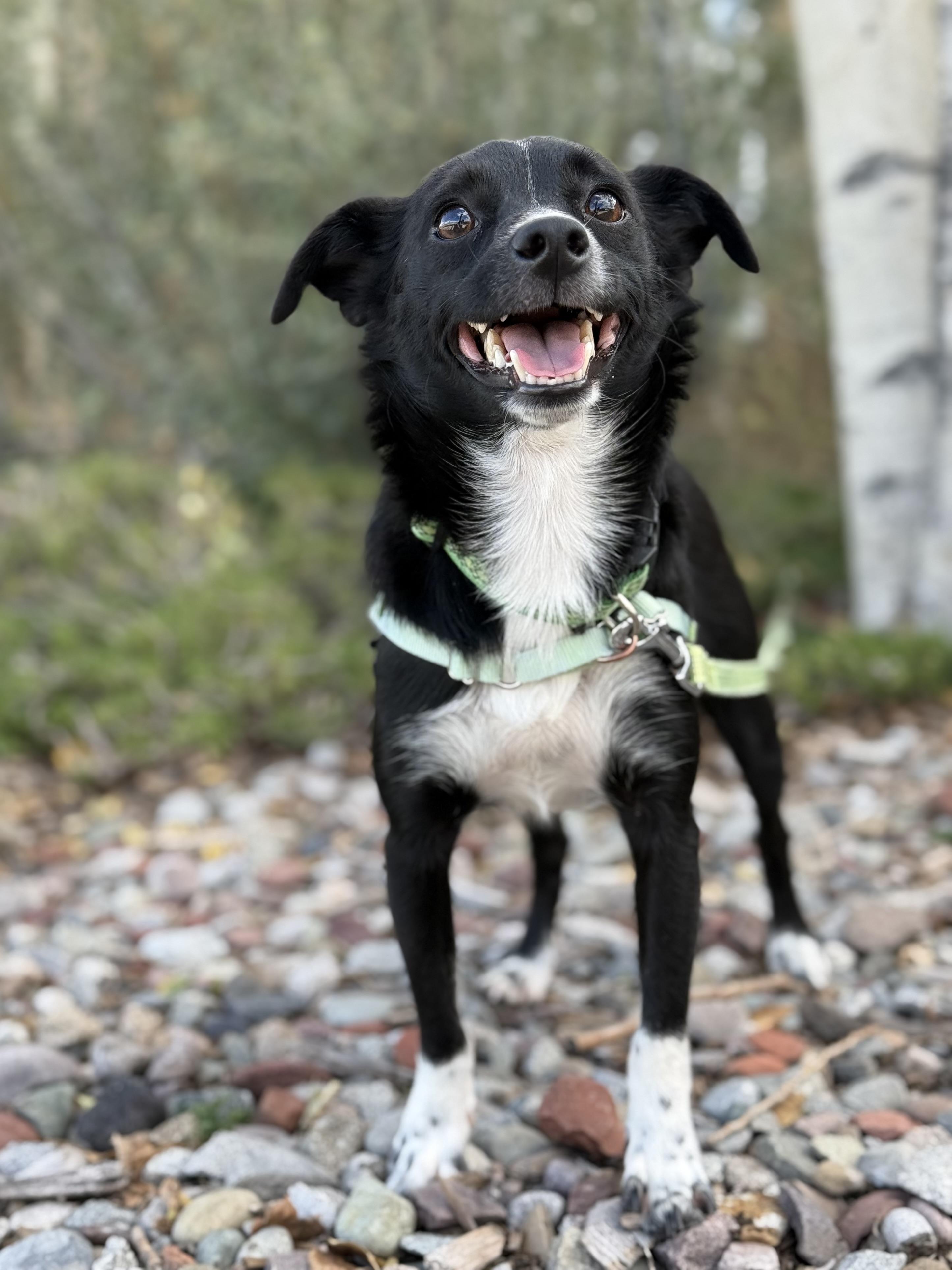 Enlarge Prince Meep, a Adoptable Chihuahua in Eagle, CO image 5/6