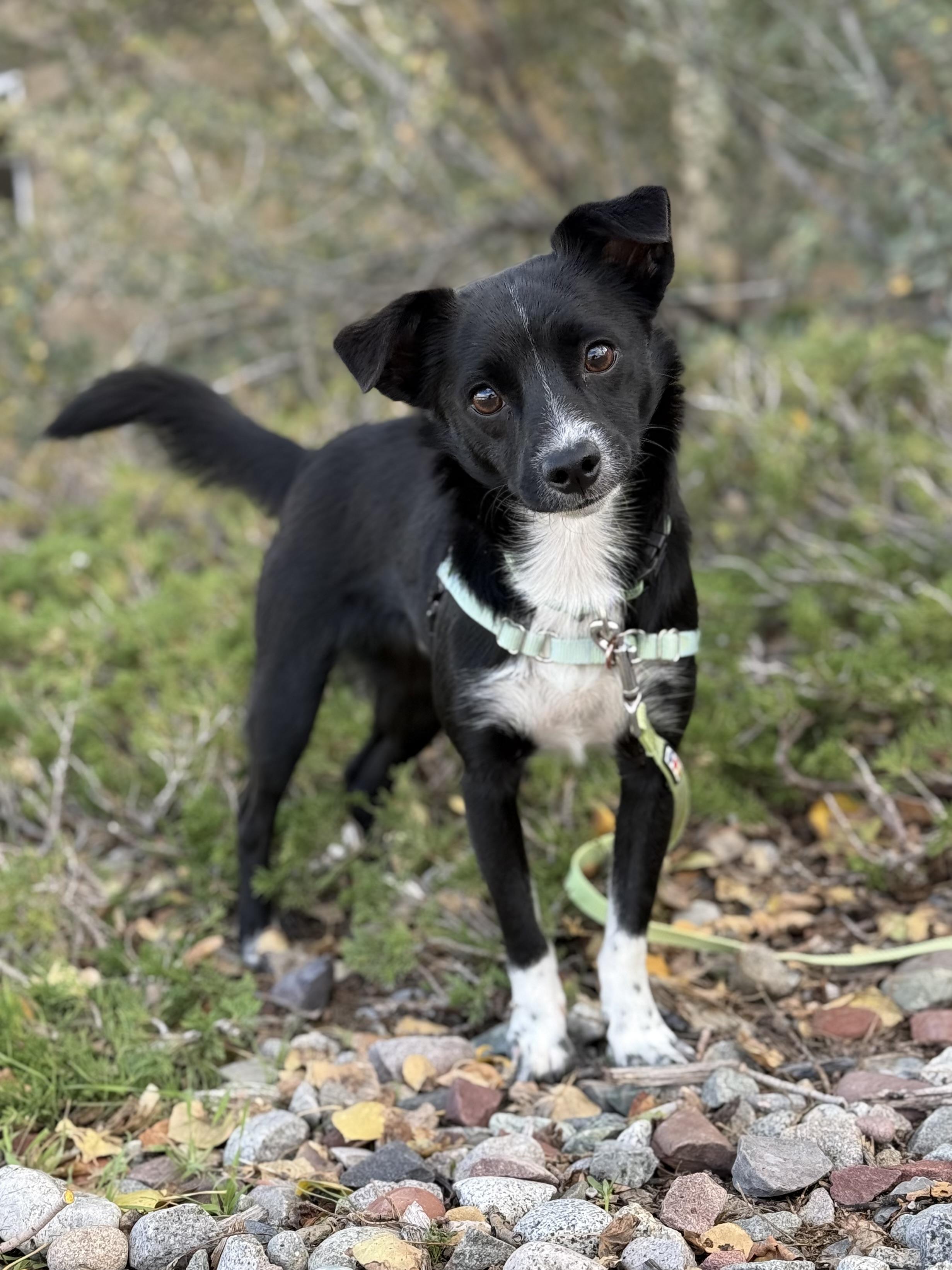 Enlarge Prince Meep, a Adoptable Chihuahua in Eagle, CO image 4/6