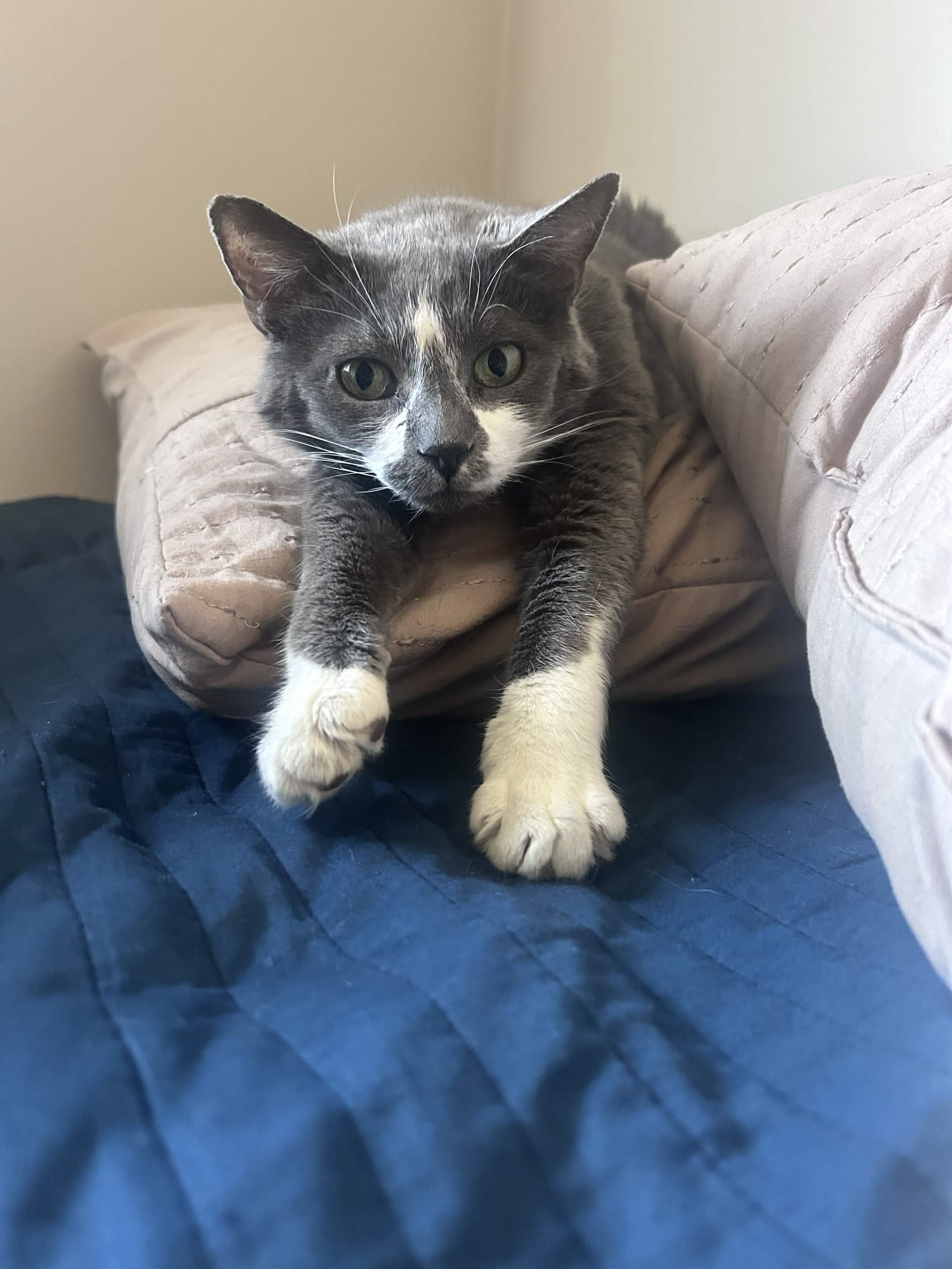 Enlarge Karma, a ADOPTABLE American Shorthair in Wayzata, MN image 4/5