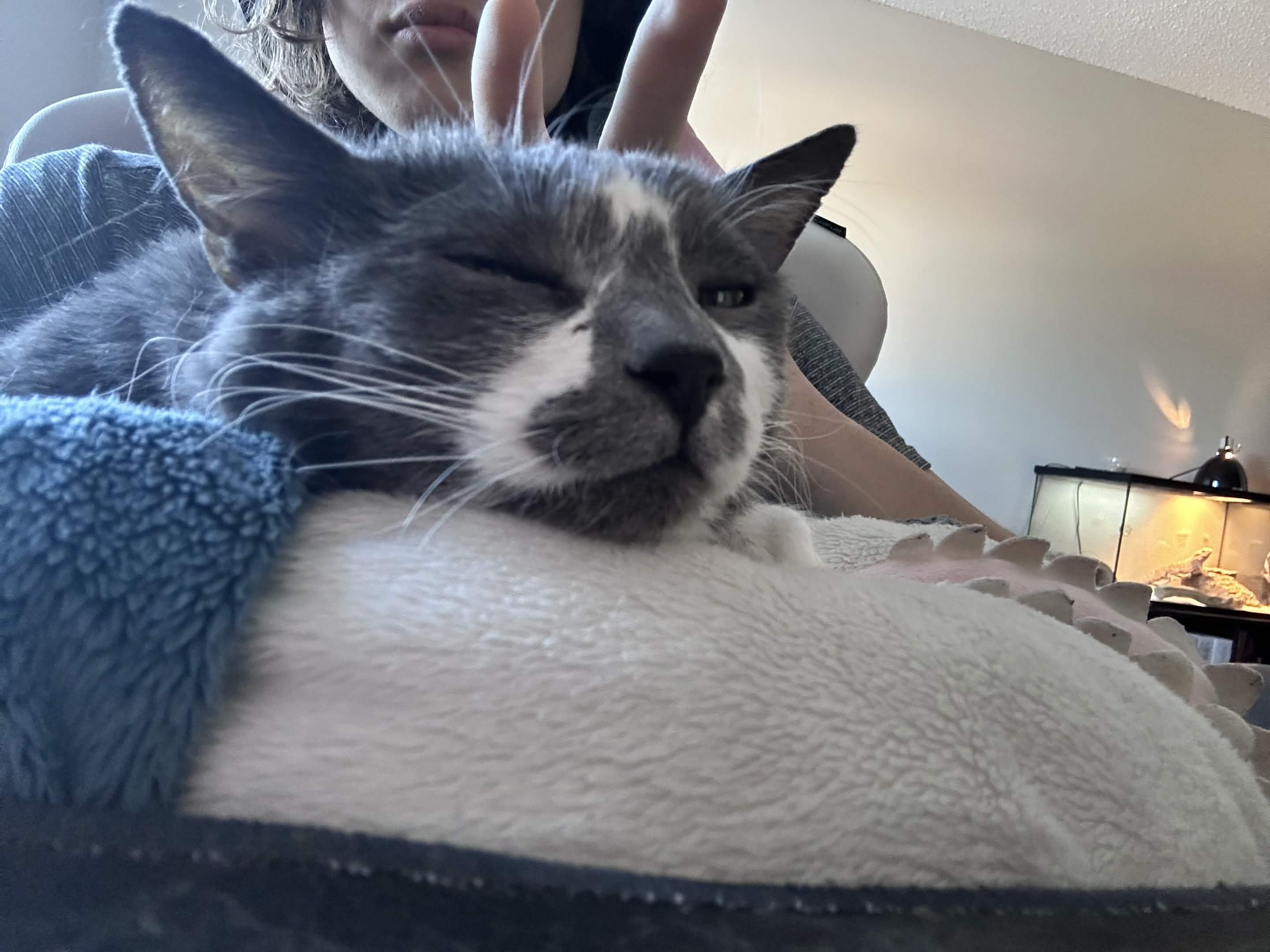Enlarge Karma, a ADOPTABLE American Shorthair in Wayzata, MN image 5/5