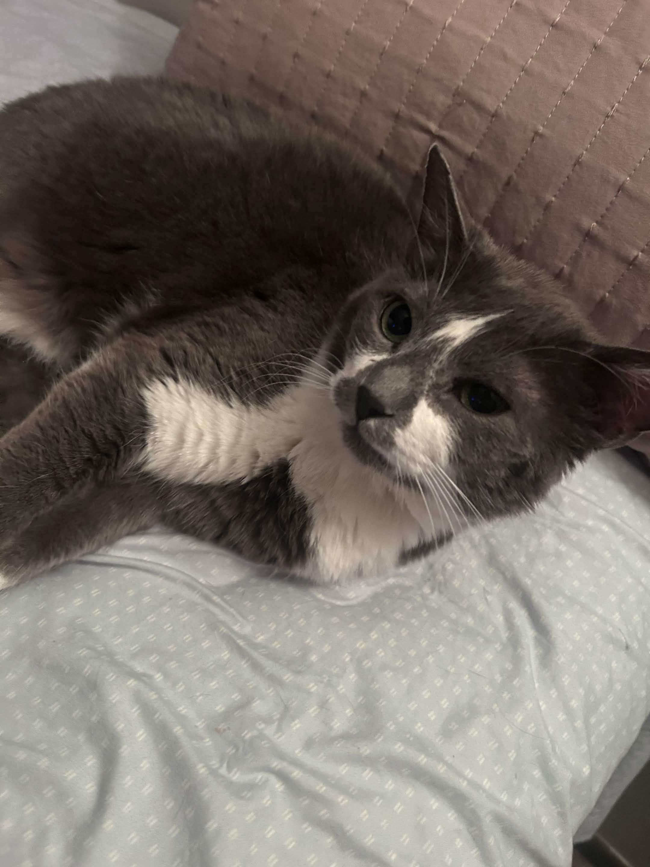 Enlarge Karma, a ADOPTABLE American Shorthair in Wayzata, MN image 3/5