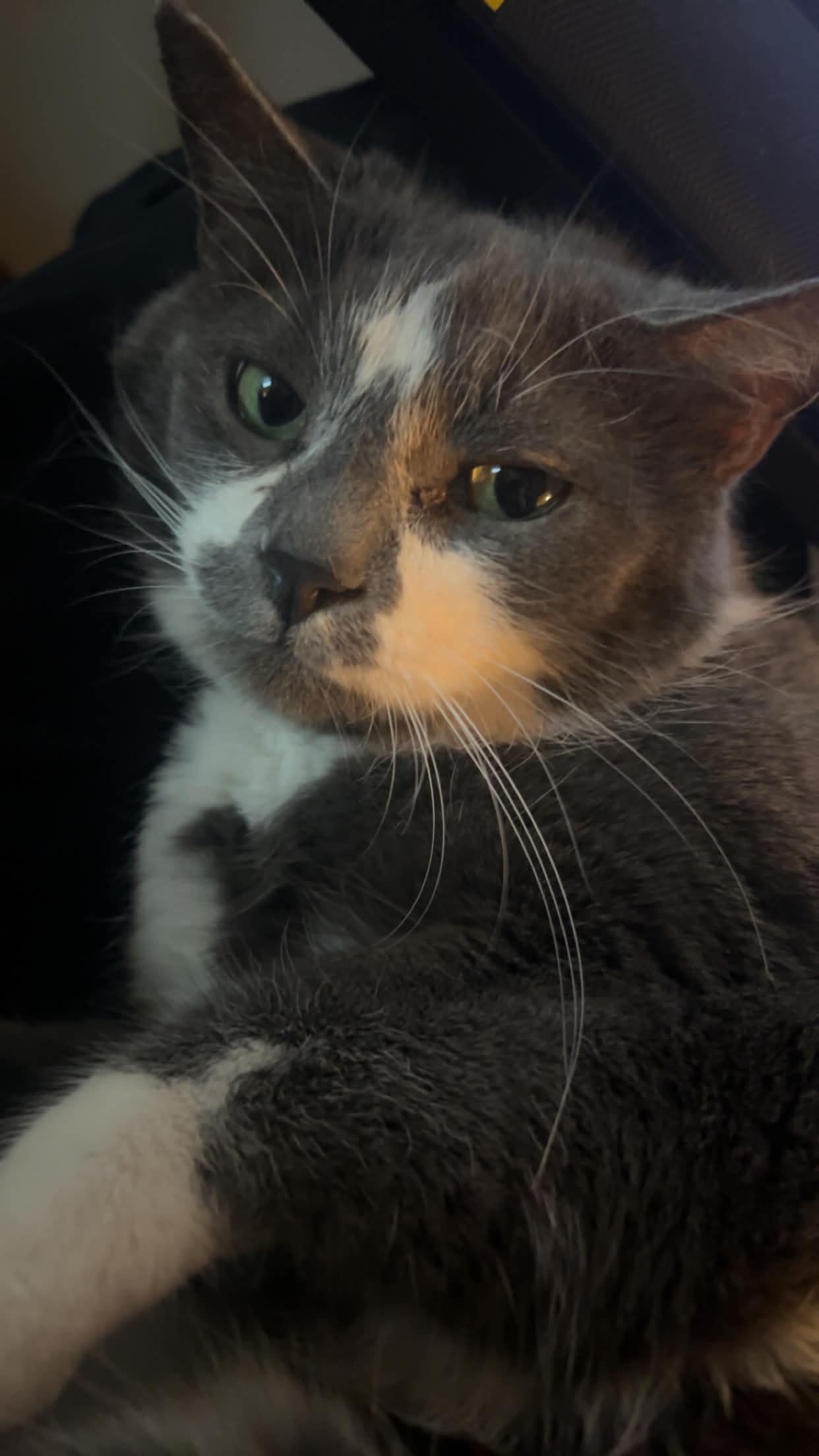 Enlarge Karma, a ADOPTABLE American Shorthair in Wayzata, MN image 2/5