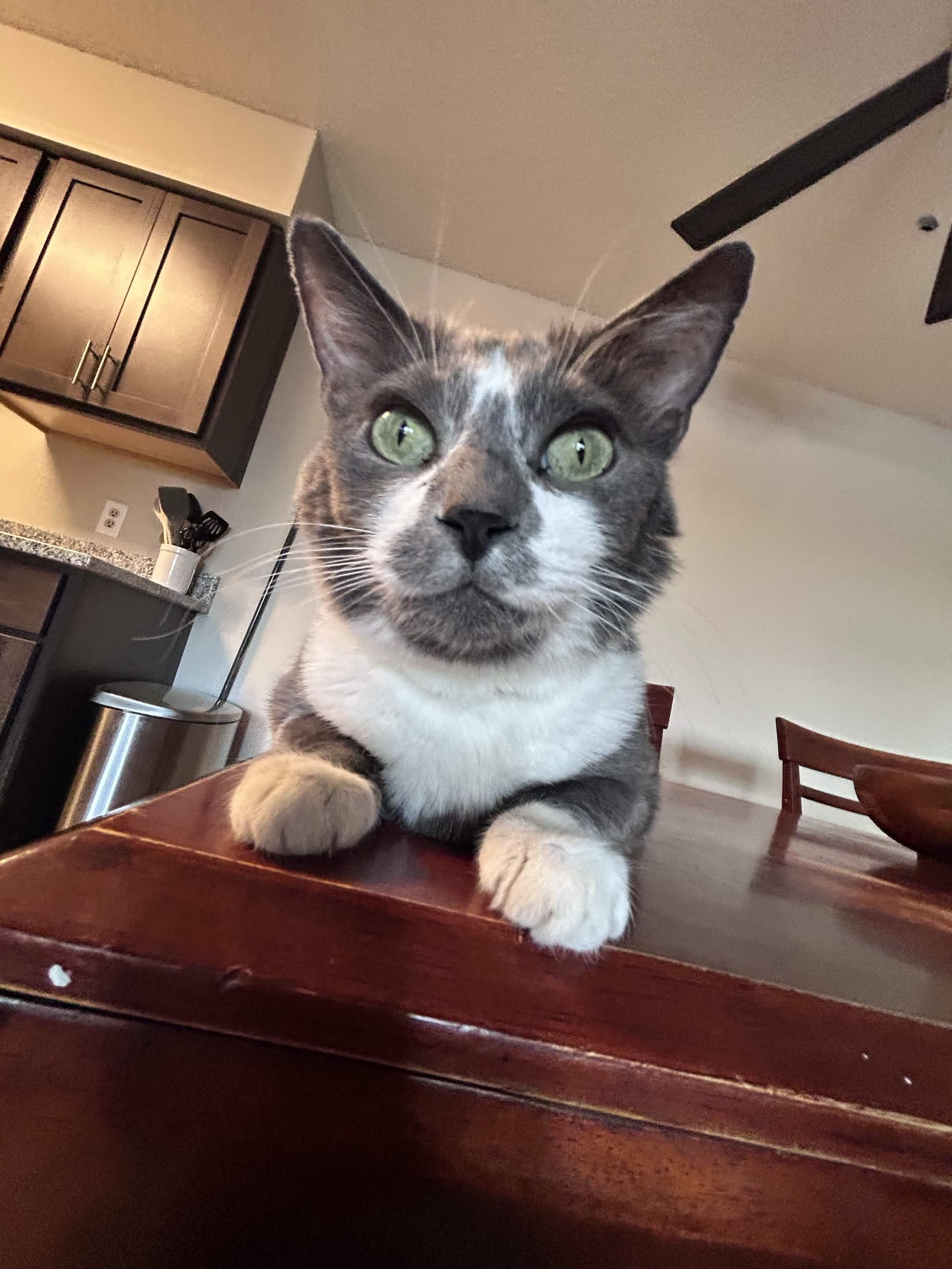 Karma, ADOPTABLE, Senior Female American Shorthair.