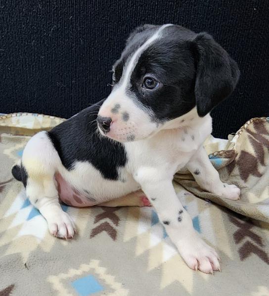 Rolly, an adopted mixed breed in Neillsville, WI image 4/5