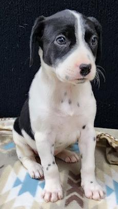 Rolly, an adopted mixed breed in Neillsville, WI image 2/5